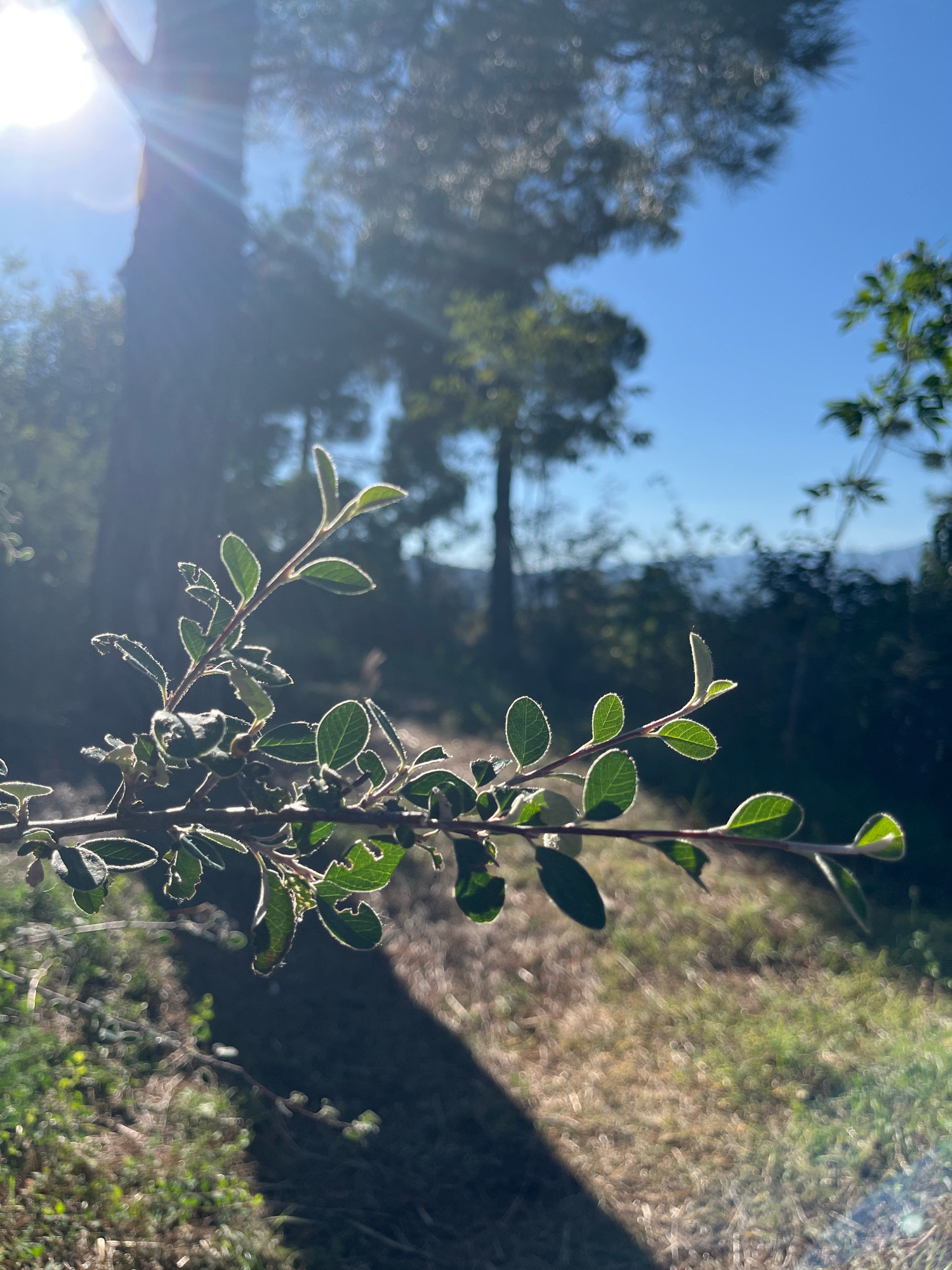 This is a close-up, vertical, outdoor, daylight photograph taken in Tbilisi, Georgia, featuring a backlit branch with small green leaves in the foreground. The branch extends horizontally across the frame, with the leaves appearing slightly fuzzy and outlined by the bright sunlight. Behind the branch, a large tree trunk is visible, partially obscured by lens flare from the sun. The background consists of a blurred landscape with more trees and a clear blue sky. The overall lighting creates a soft, hazy effect, with bokeh present throughout the image, particularly in the lower portion depicting grassy ground. No people or specific actions are depicted. The scene appears to be in a natural or park-like setting within Tbilisi.