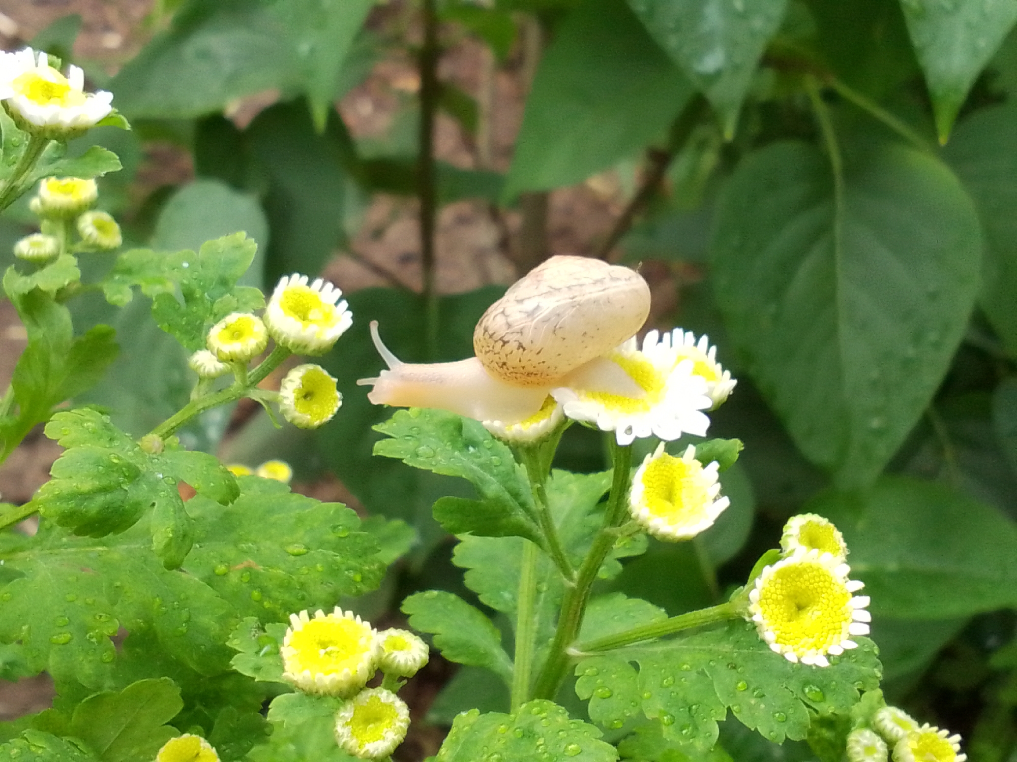 An outdoor close-up shot captures a small, light-colored land snail positioned centrally on a white and yellow flower. The snail's shell exhibits subtle brown speckling and texture. Its head and eyestalks are extended towards the vibrant yellow center of the flower. This particular flower, along with several others of similar appearance, features distinct white petals surrounding a bright yellow disc-floret center. Some flowers appear as unopened buds or partially bloomed structures. The foliage supporting these flowers consists of green leaves, many of which are visibly covered with small, clear water droplets, indicating recent precipitation or dew. Additional blurry green leaves and plant matter form the background, suggesting a natural garden or outdoor environment in the city of Unknown, Unknown. No human presence is observed.