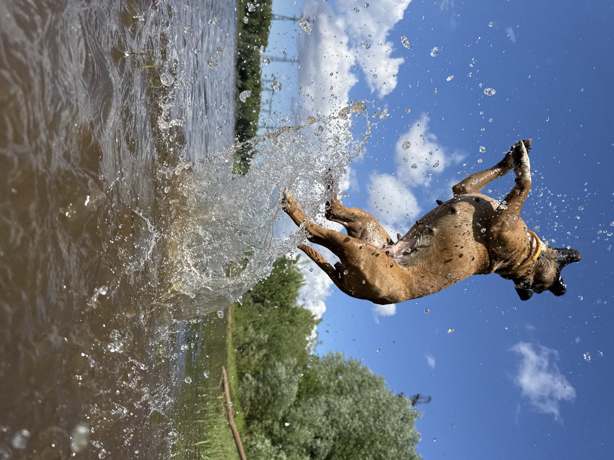 A brown dog with a yellow collar leaps out of the water, mid-air, creating a large splash. Water droplets are suspended in the air around the dog, illuminated by the sun. The dog is viewed from a low angle, with the blue sky and scattered white clouds forming the background. Lush green trees and foliage line the distant shore, with some power lines visible further in the background. The water is choppy and reflects the bright sky. The scene appears to be a natural body of water, likely a river or lake, in Chaikovsky, Russia, on a sunny day.