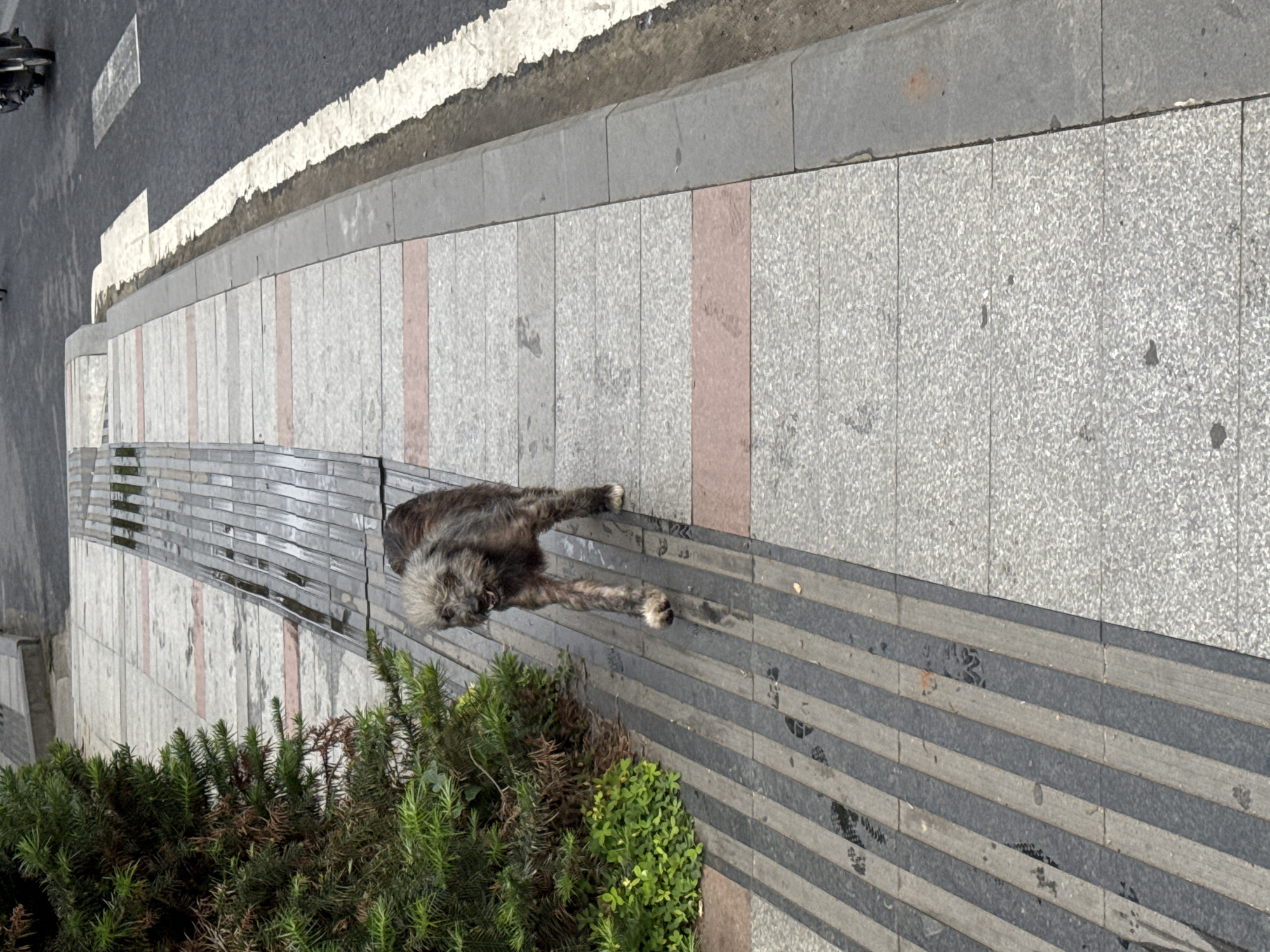An overhead shot captures a shaggy-haired dog lying stretched out on a patterned sidewalk in what appears to be Da Lat, Vietnam, during daytime. The dog, with its dark and light brown, somewhat matted fur, rests peacefully on a section of the sidewalk featuring alternating dark grey and lighter grey/brown stripes, possibly a decorative or tactile paving element. Its light-colored paws and beard/muzzle are visible as it reclines comfortably.
To the dog's right (and behind it in the image's orientation), the sidewalk transitions to light grey, textured square tiles, interspersed with narrower, vertical pinkish-brown accent tiles. Beyond the sidewalk, a grey curb separates it from a dark grey road, which features a rough white painted line along its edge.
In the foreground, a dense patch of green shrubbery and plants adds a natural element to the urban setting, partially obscuring the sidewalk. The lighting is bright and even, suggesting a clear day. There is no visible text in the image. The scene conveys a sense of calm and a moment of rest for the animal in an urban environment.