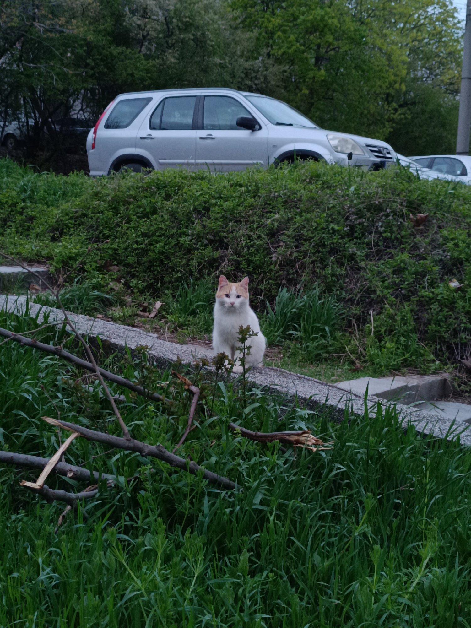 The image shows a white and orange cat sitting on a low concrete wall. Behind the cat, there is a grassy slope with a silver Honda CR-V parked on top of the slope. In the foreground, there are fallen branches scattered on tall grass. The photograph appears to have been taken outdoors in Pleven, Bulgaria.