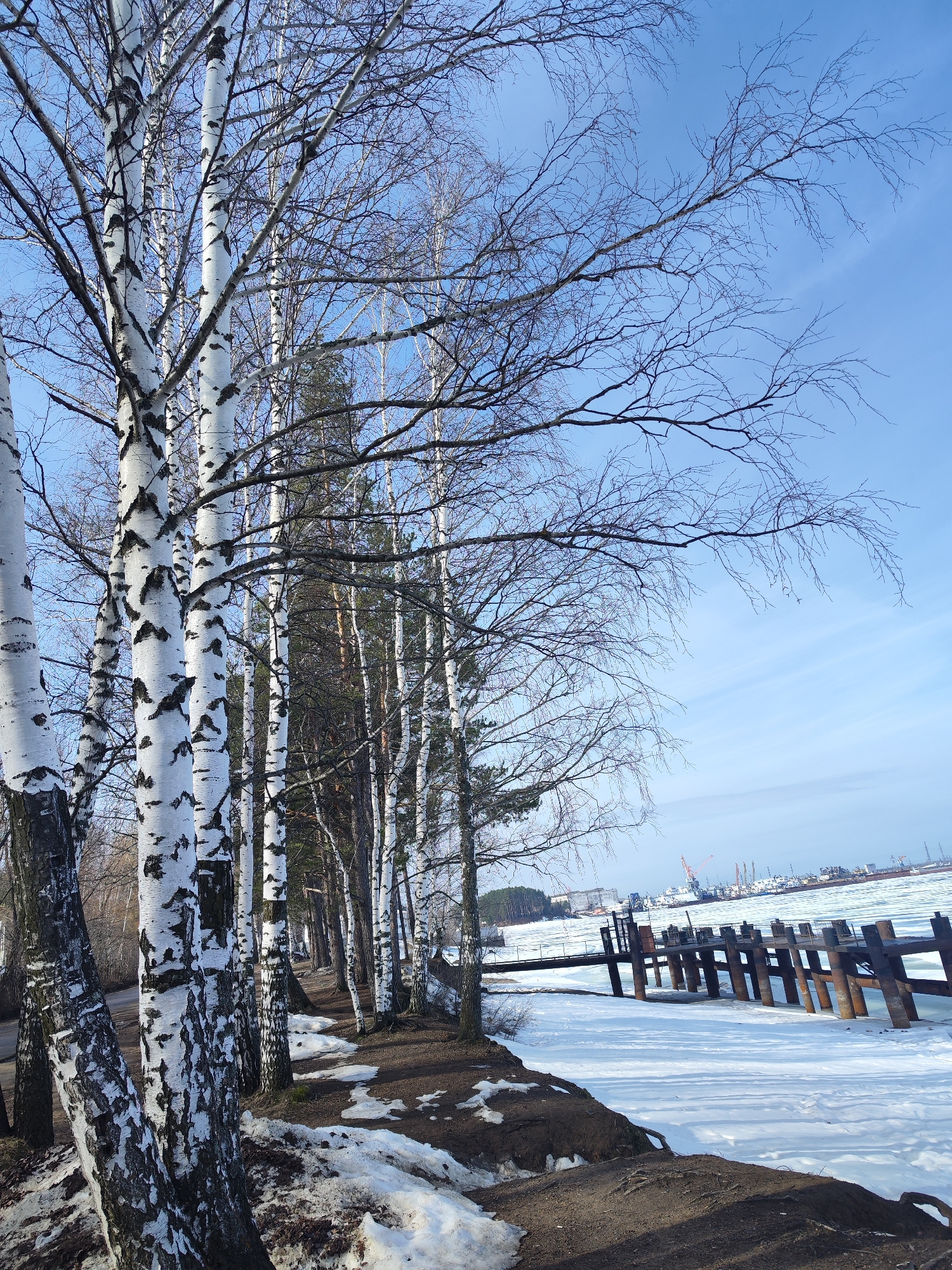 The image shows a winter scene on the edge of the city of Chaikovsky, Russia. A row of birch trees with bare branches lines a partially snow-covered embankment. In the distance is a body of water, possibly the Kama River, covered in ice and snow. A dilapidated pier extends into the water. Beyond the water, an industrial area is visible with cranes and buildings. The sky is a clear, pale blue. No people or animals are visible. The foreground shows patches of snow mixed with dirt and bare ground.