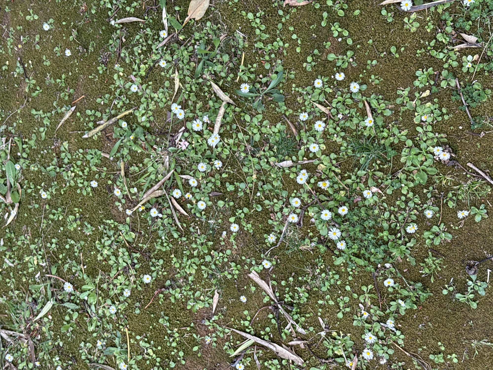 The image depicts a ground-level view of moss interspersed with small green plants, several of which have tiny white daisy-like flowers with yellow centers. Dried leaves and small twigs are scattered across the surface. The location and presence of people/subjects/actions are not visually evident, and the environment seems to be a patch of ground that would be suitable for foliage growth. No information regarding Budva, Montenegro is available in the image.