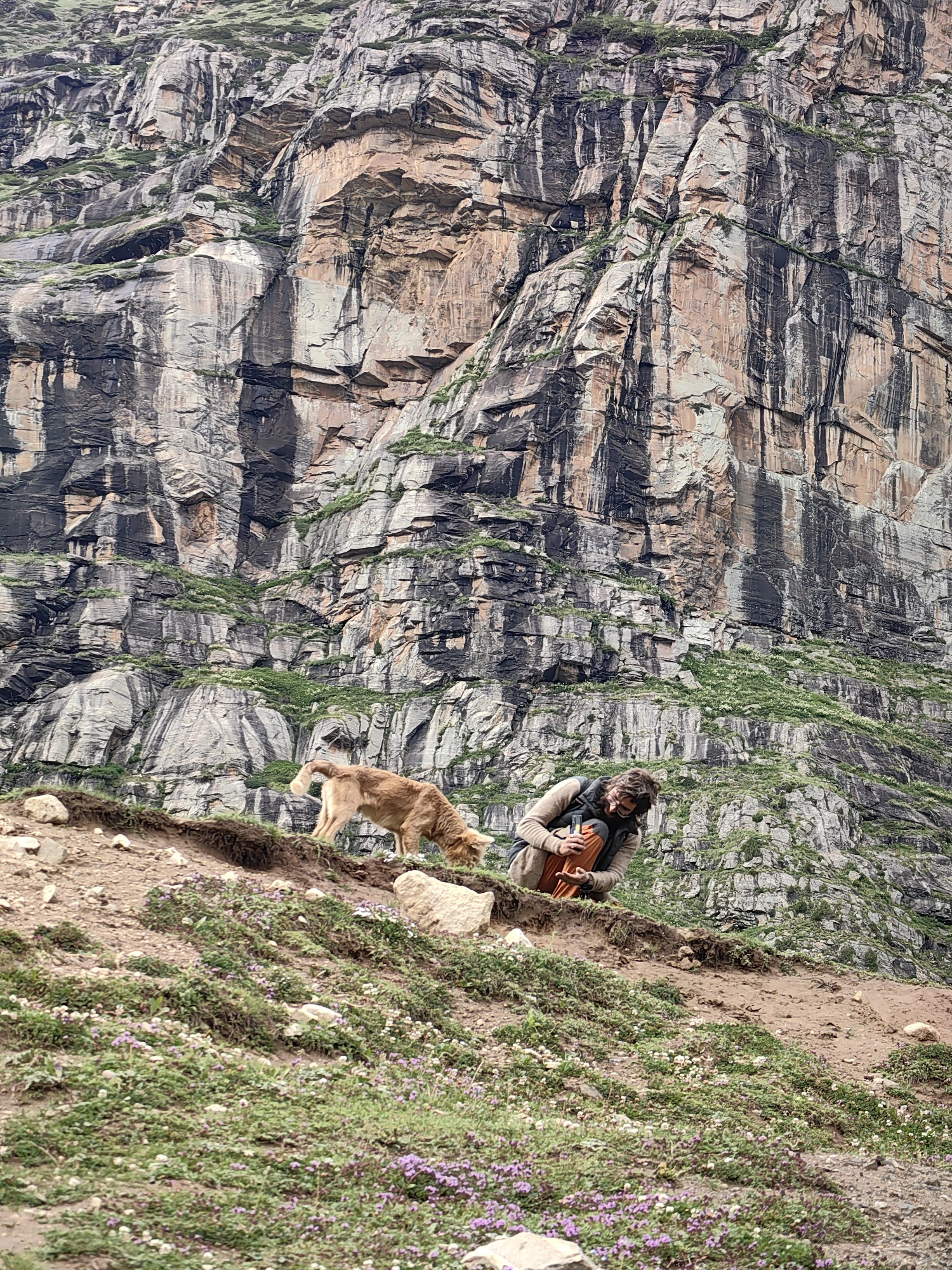 In Bashisht, India, a brown dog is grazing on a grassy slope. A person wearing a beige sweater, dark vest, and orange pants kneels on the ground. The person is holding an orange bag and looking down at the dog. A massive, textured rock face with streaks of dark and light gray and tan rises behind them, partially covered in green vegetation. The ground in the foreground is a mix of dirt, rocks, and low-lying green plants with small purple flowers.