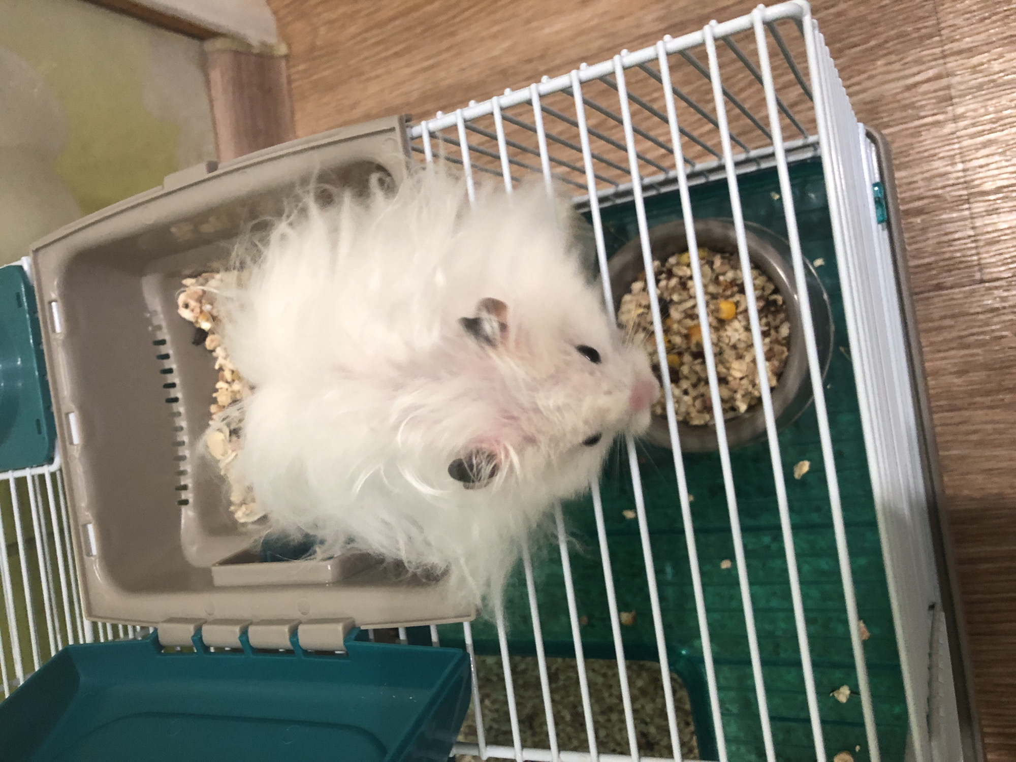 The image depicts a white fluffy hamster in a cage. The hamster is positioned in the foreground, with its head facing towards the viewer. It has small black eyes and a pink nose. The cage has white bars and a green plastic base. A food bowl containing mixed seeds and grains is visible in the lower right quadrant of the cage, in front of the hamster. Part of a brown plastic bedding container is visible behind the hamster, and a teal plastic lid is attached to the left side of the cage. The cage is placed on a wooden floor. There is no indication of the city of Solikamsk, Russia, or any other specific location.