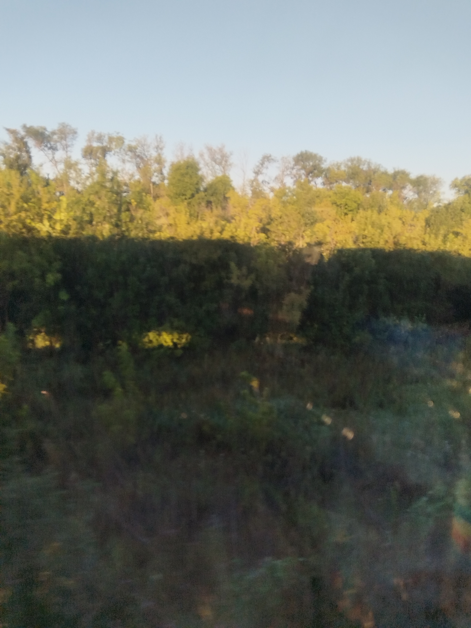 The image shows a hazy, out-of-focus view of trees and foliage under a pale sky. The trees appear to be deciduous, with some showing yellowing leaves, suggesting it might be autumn. The foreground is dominated by dark green vegetation, possibly a dense undergrowth or bushes. Light reflections or lens flare are visible in the lower right portion of the image. There are no people, animals, or man-made structures clearly discernible. The overall impression is of a natural landscape, possibly a park or a wooded area, viewed from a distance or through a blurred medium. No specific location within Zaglyadino, Russia, can be identified from the visual information provided.