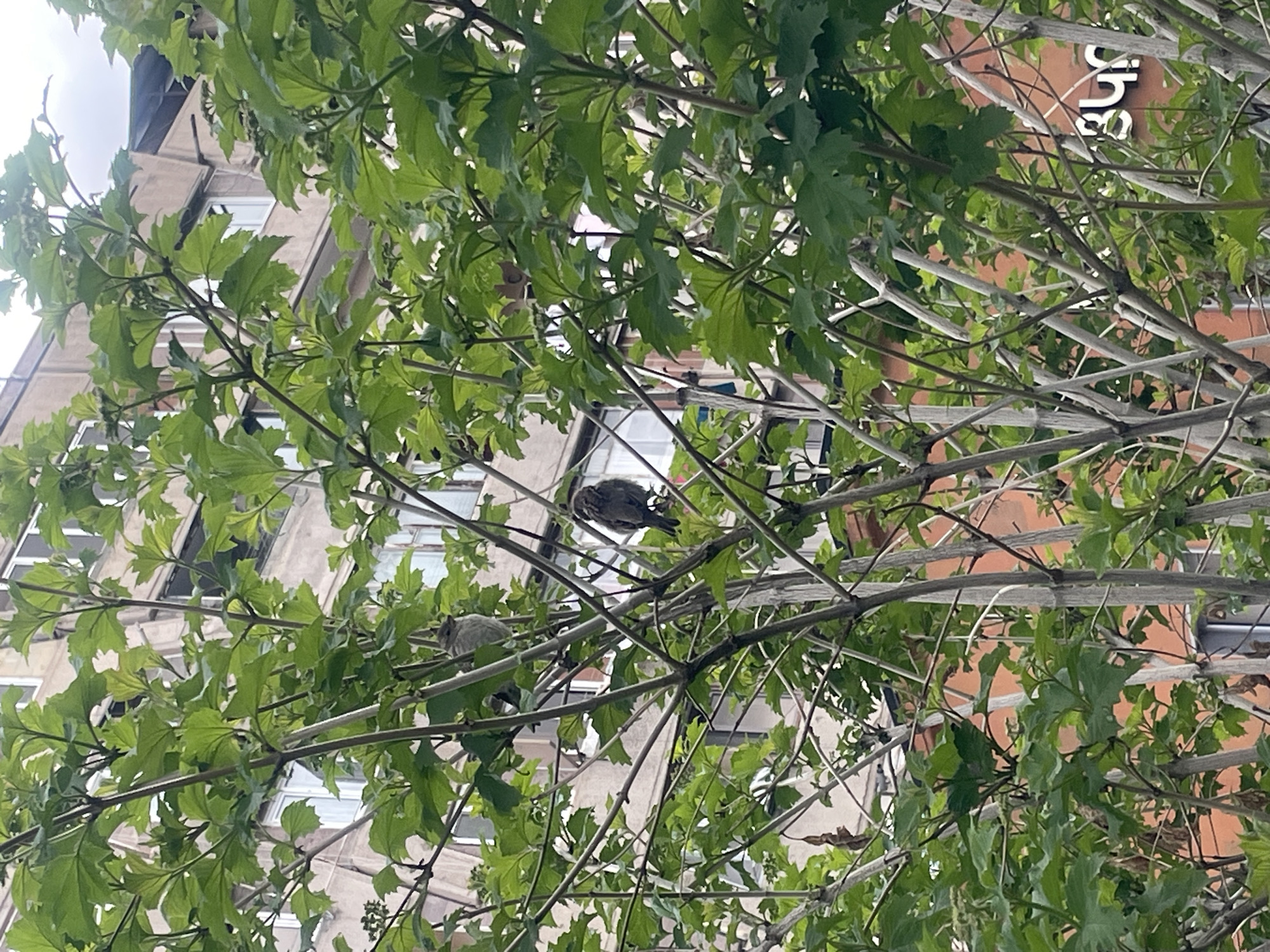 This photo shows two birds sitting in the branches of a tree. In the background is a building, with windows visible. Part of a building with a logo is seen behind the tree. It appears to be taken in a city in Yerevan, Armenia.