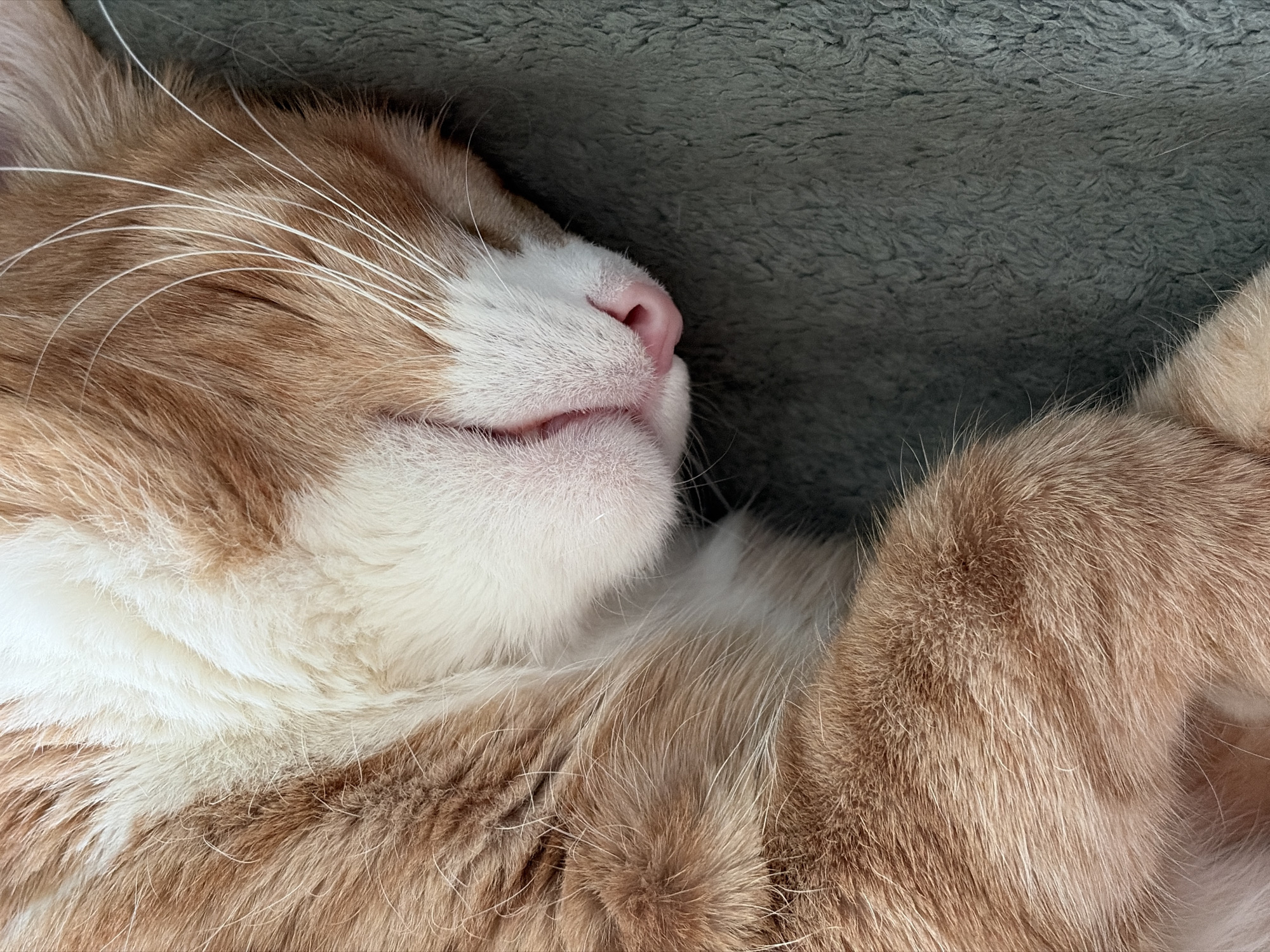 A close-up, overhead shot shows the face and front paw of a ginger and white cat sleeping on a gray, textured surface. The cat's pink nose is visible, along with its white whiskers. The fur is a mix of orange and white. The background is the gray surface.