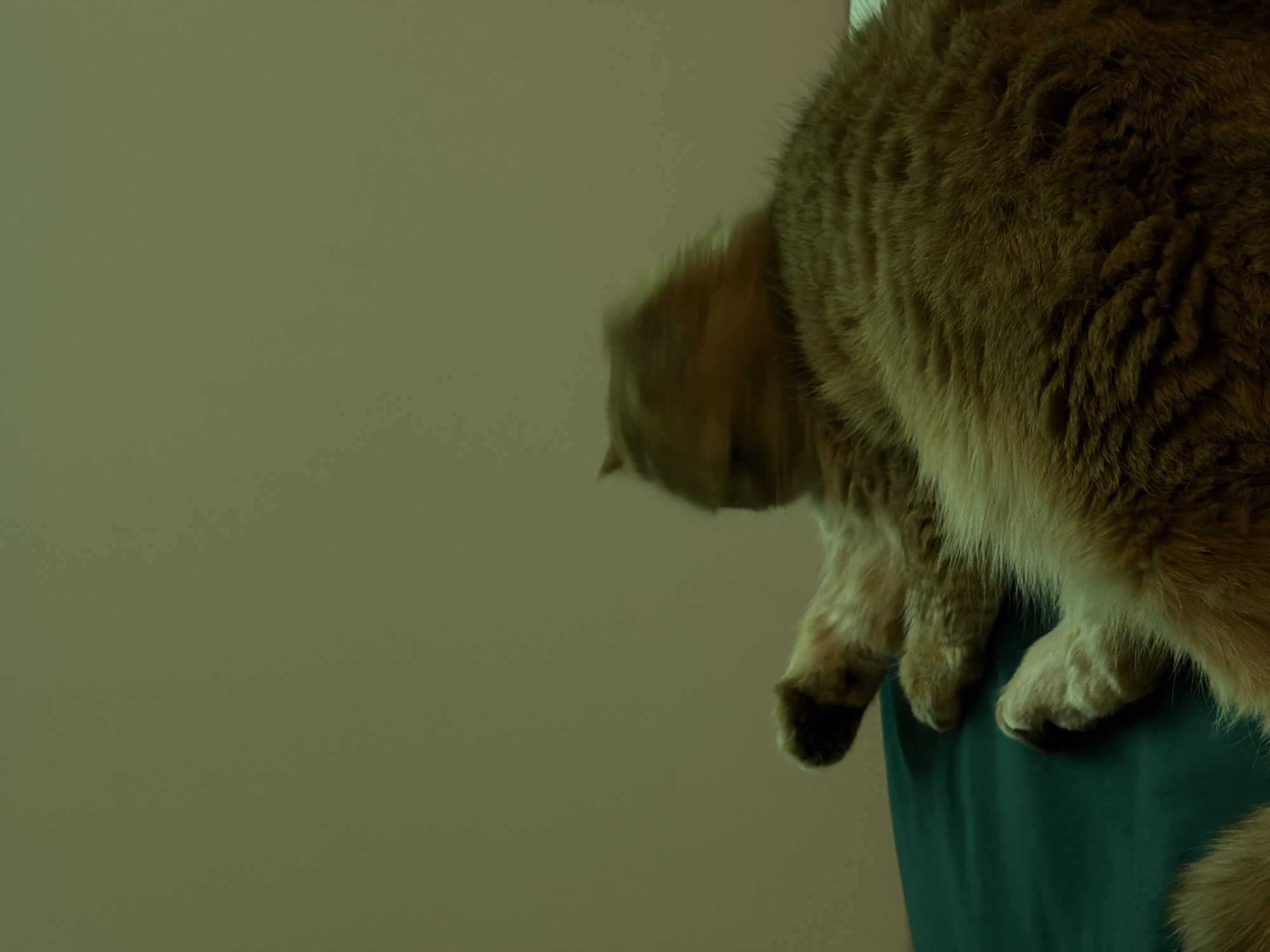 The image shows a close-up, low-angle, blurry shot of a ginger cat lying on its side on a dark green surface, likely a bed or sofa, against a plain, slightly textured, olive-green wall. The cat's head is blurred due to motion, but its body and paws are visible. The lighting is dim, creating a muted color palette. There is no identifiable information within the image to indicate its location in Đà Nẵng, Vietnam.