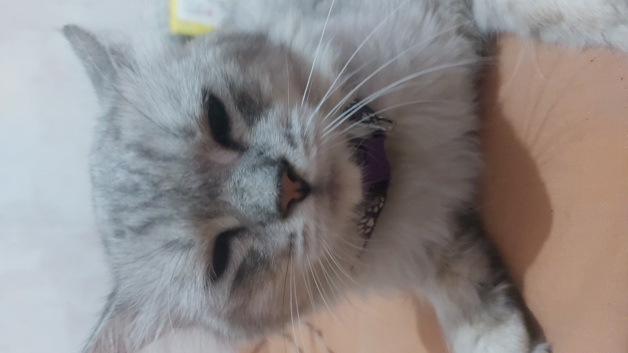 A close-up, eye-level, medium shot captures a light gray and white long-haired cat wearing a purple patterned collar. The cat is positioned in the center of the frame, lying down with its head slightly tilted and its eyes partially closed. Its fur is soft and appears slightly ruffled. The cat's nose is a light pinkish-brown. The background consists of a plain, light-colored wall and a blurry surface that appears to be a bed or sofa in a domestic setting. The overall lighting is soft, suggesting an indoor environment. No people are visible in the image. The image was taken in Jatirogo, Indonesia.