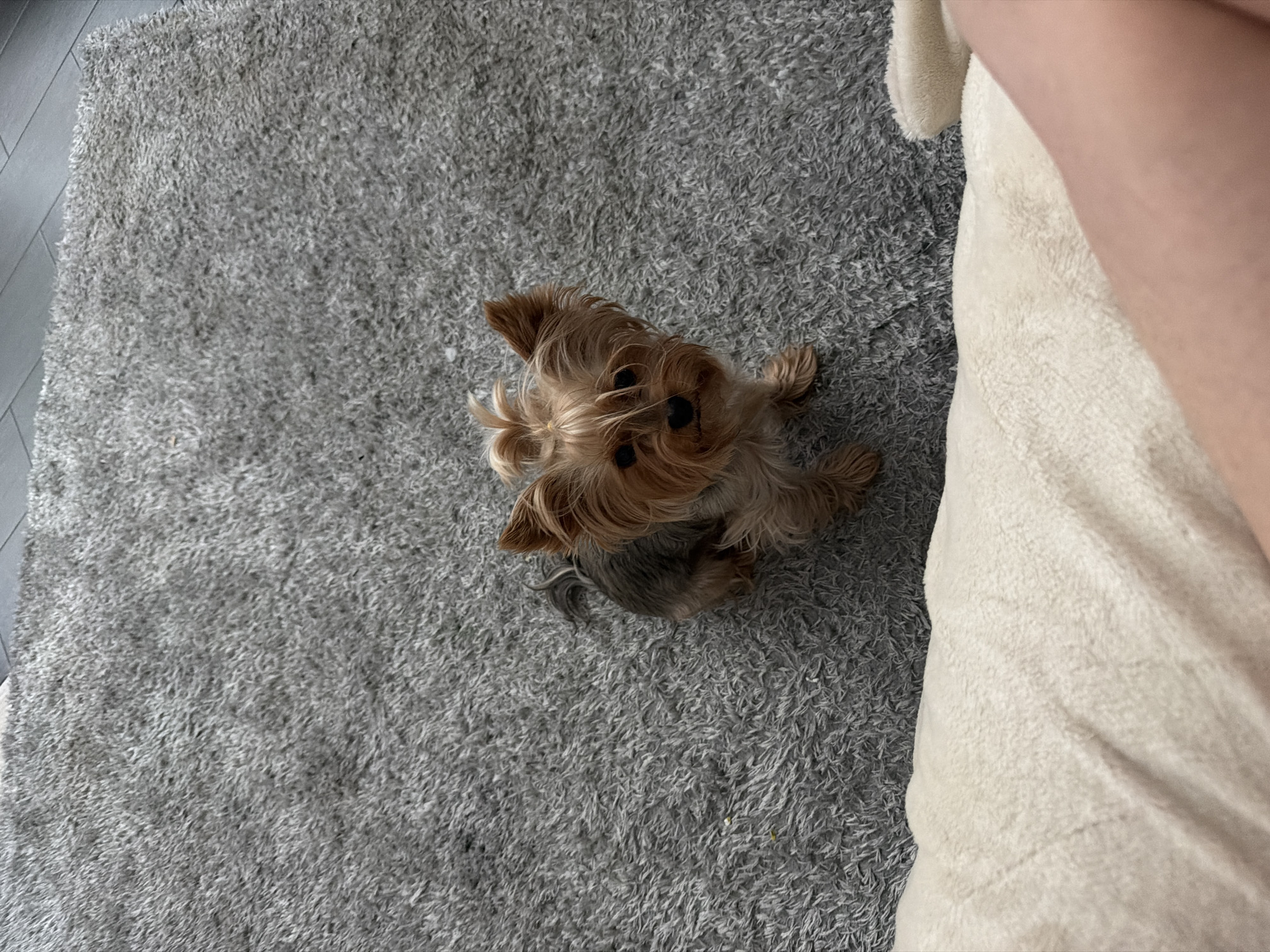A small, tan and grey Yorkshire Terrier sits on a plush grey carpet. The dog is facing the camera, with its head slightly tilted and ears perked. Its fur is styled with a small top knot. In the foreground, a fluffy white blanket or pillow partially obscures the bottom of the image, and a person's leg is visible on the right side. The background shows a tiled floor. The image appears to be taken indoors.