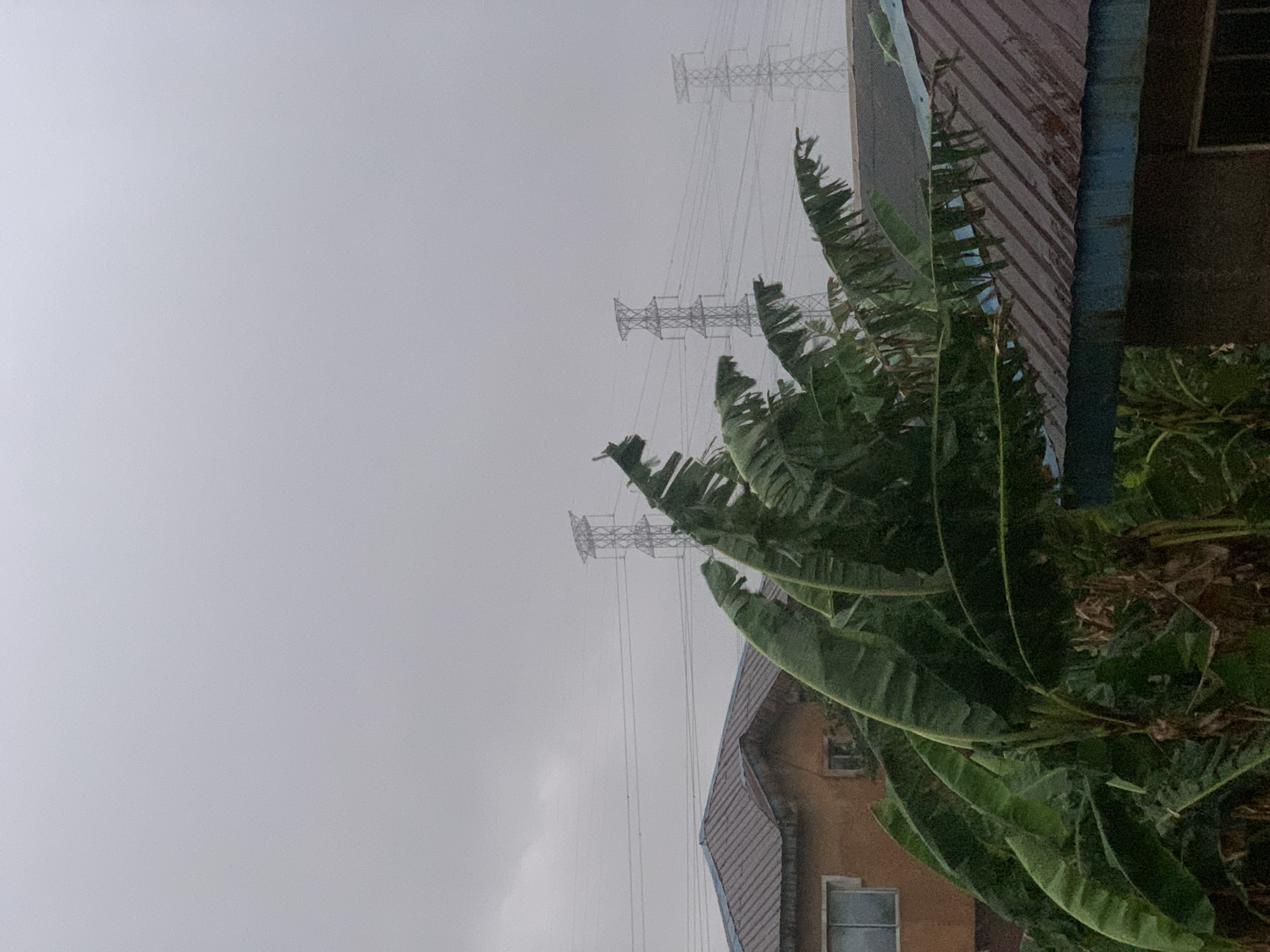 The image presents a landscape in what appears to be Ikorodu, Nigeria, evidenced by the typical architectural style and vegetation. The scene is dominated by a cloudy, overcast sky, suggesting a humid climate or recent rainfall. In the foreground, a cluster of broad, green banana leaves fills the frame on the right, partially obscuring a section of buildings with brown or tan-colored walls and corrugated metal roofing. Power lines are visible in the middle ground, supported by metal pylons, extending into the distance and disappearing into the haze. The overall scene suggests a residential or suburban environment in Ikorodu, heavily influenced by its tropical setting.