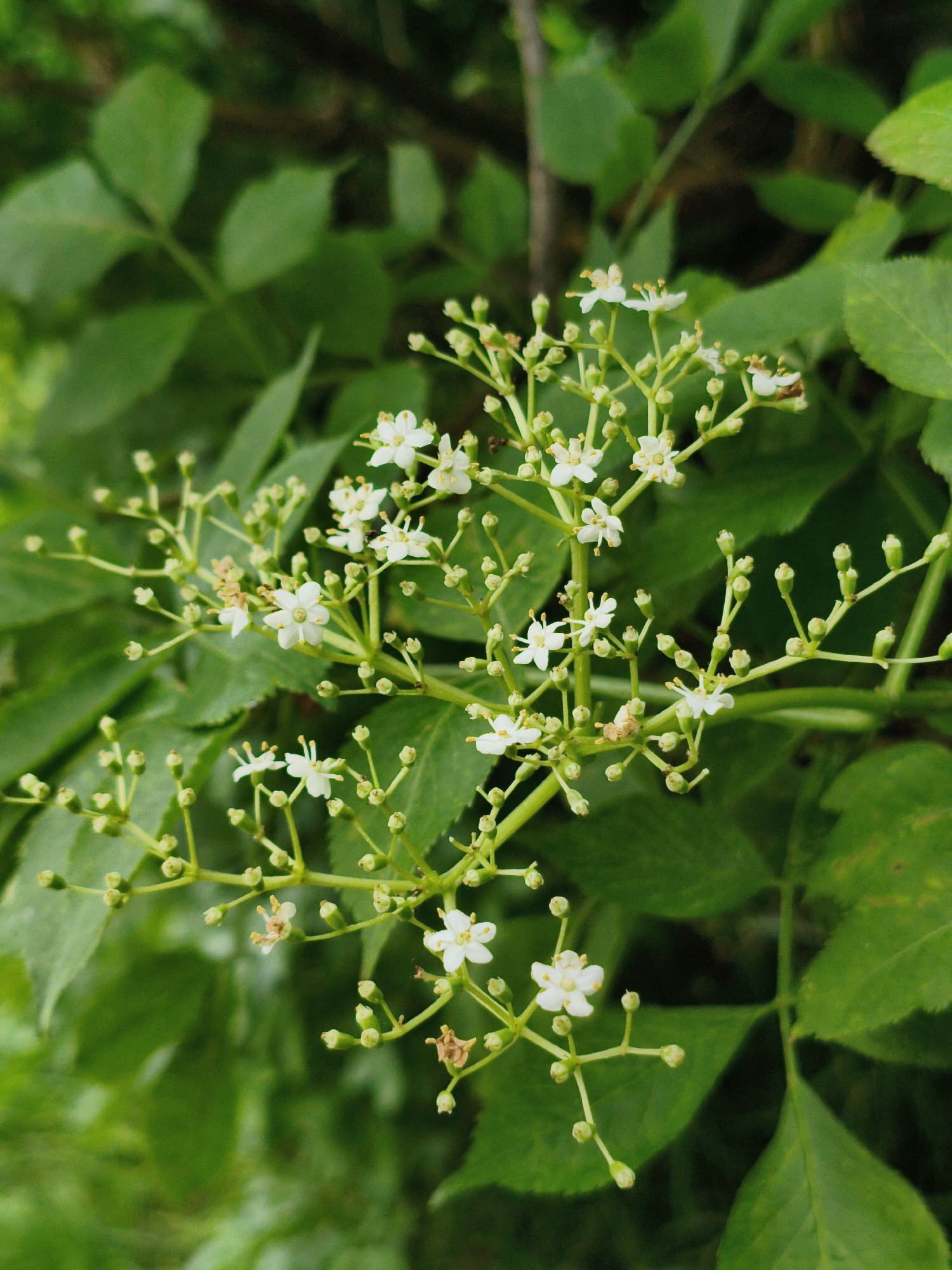 A close-up, eye-level shot shows a cluster of small white flowers with yellow centers, blooming on delicate green stems. The flowers are arranged in an umbel-like inflorescence, with many buds still unopened. The background is a blur of lush green leaves, suggesting an outdoor setting in a natural environment. The lighting is soft and diffused, indicating it might be a cloudy day or the image was taken in shade. No people or animals are visible. The image appears to have been taken in Ustyvytsia, Ukraine, given the context.
