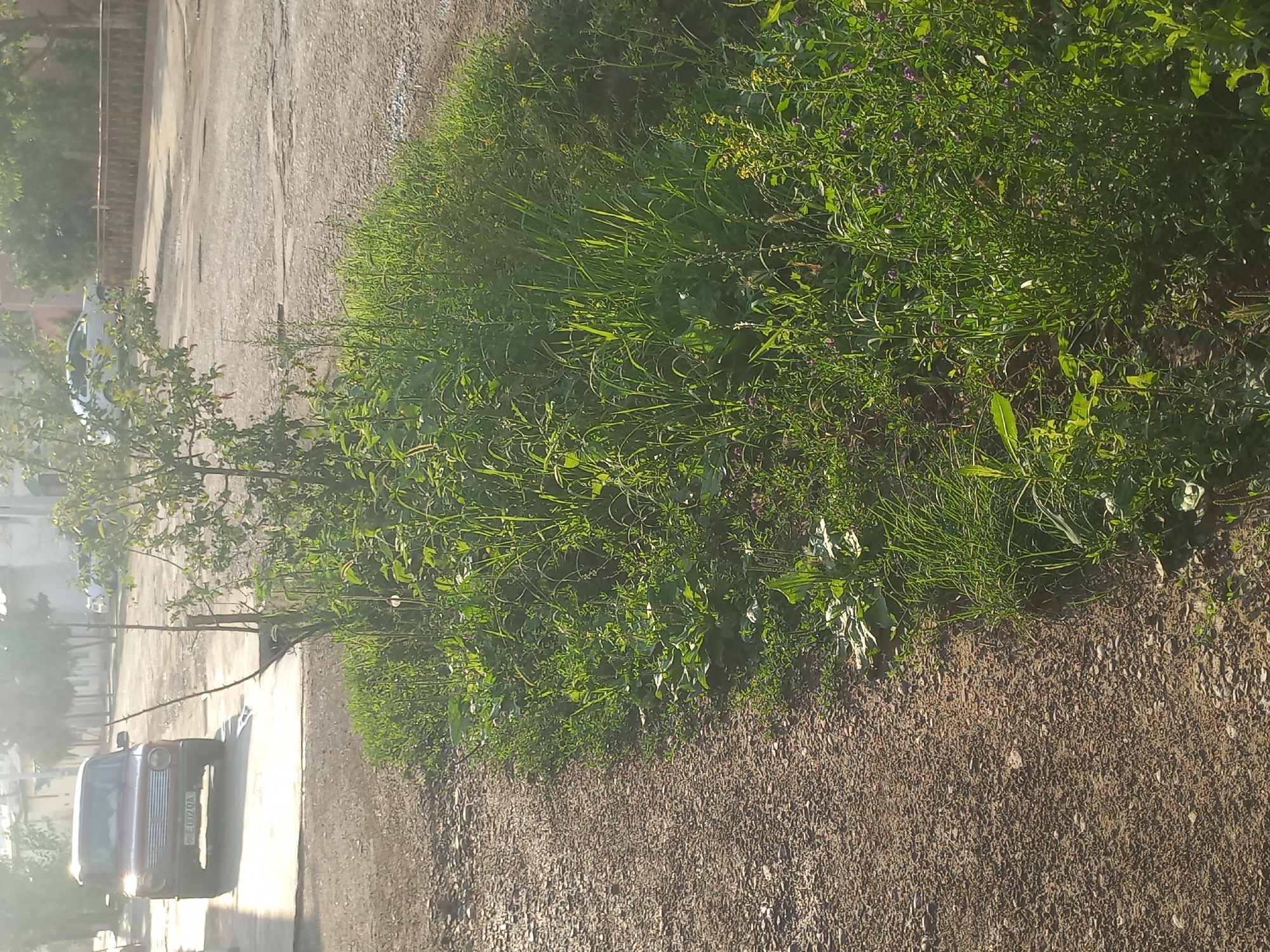 The image shows a close-up view of a patch of lush green grass and weeds growing beside a gravelly surface. Some small purple flowers are interspersed within the greenery. A red car with a license plate that reads "B E 007DA" is parked on a paved surface, with its headlights illuminated. The car is facing the viewer and is partially obscured by a tree with green leaves. The scene appears to be an outdoor setting, possibly a street or a parking area, with buildings visible in the background. The lighting suggests it is either early morning or late afternoon, as the sun is casting long shadows and creating a warm glow. The overall impression is one of a natural, overgrown area juxtaposed with urban elements. There are no people visible in the image.