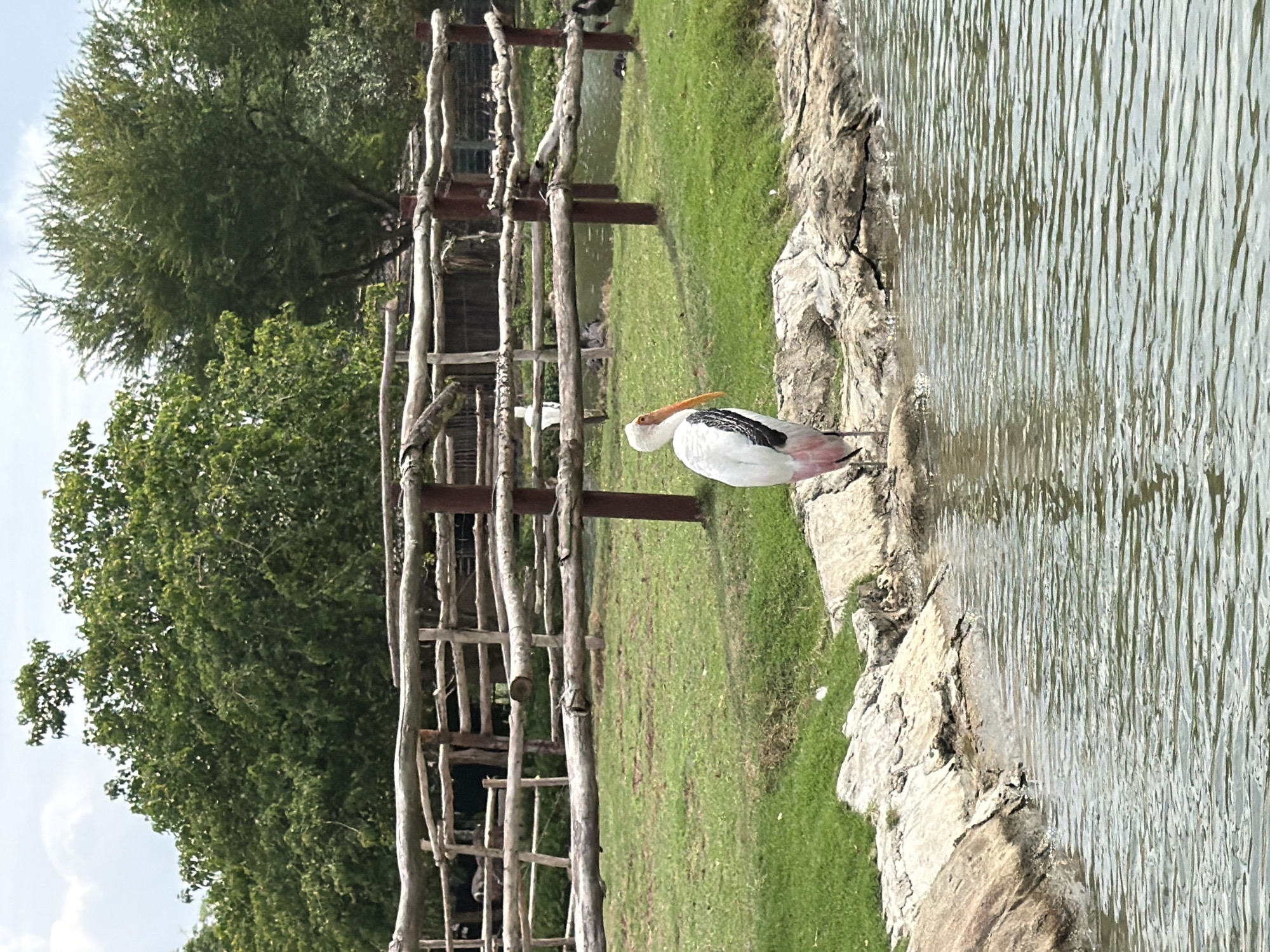 The image shows a painted stork standing on a rocky shore next to a body of water. The stork is white with black and pink markings. In the background, there is a wooden fence, a grassy area, and trees. The sky is cloudy. The scene appears to be in an outdoor enclosure, possibly a zoo or sanctuary. No specific landmarks of Da Nang, Vietnam are visible.