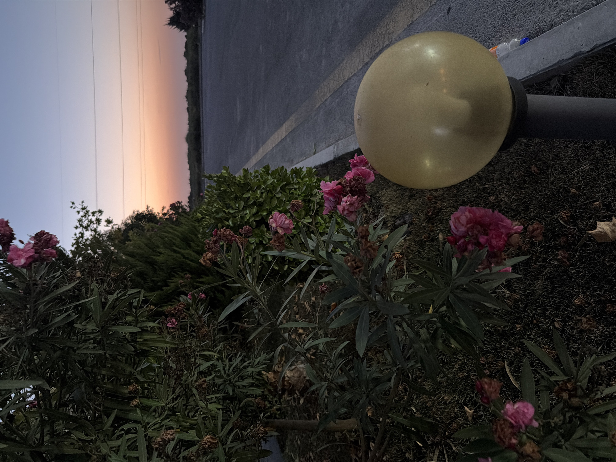 This image depicts an outdoor scene at dusk, likely in the city of Salyan, Azerbaijan. In the foreground, to the left, is a bush with dark green leaves and several pink flowers, some of which appear to be wilting. Next to the bush, a yellow, spherical light fixture sits atop a dark grey post. Behind the bush and to the right is a dark asphalt road with a yellow line marking its edge. Beyond the road, the sky displays a gradient of colors, transitioning from a light blue at the top to a soft orange and pink near the horizon, indicating sunset. The background is blurred but suggests a flat landscape with some greenery and possibly trees. The overall lighting suggests the late evening or early morning. There are no people visible in the image.