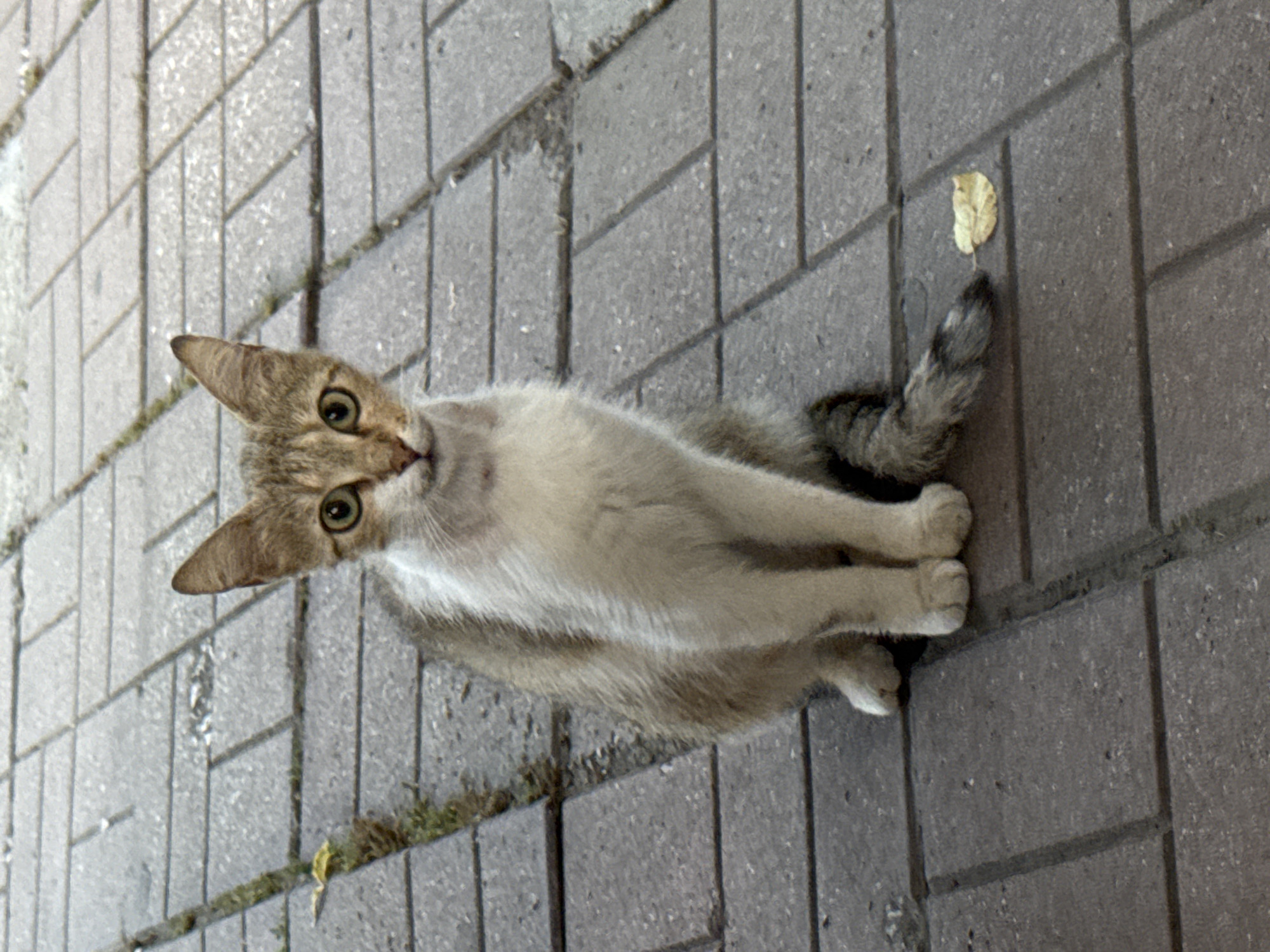 A young, short-haired tabby cat with white markings is sitting on a paved walkway, looking directly at the camera. The cat has light brown fur with darker stripes, large green eyes, and pointed ears. Its front paws are neatly tucked beneath its chest, and its tail, which is bushy with dark rings, rests curled to its right. A single, dry yellow leaf is on the walkway near the cat's tail. The walkway is constructed of grey rectangular pavers arranged in a basket-weave pattern. Green vegetation is visible in the gaps between some of the pavers on the left side of the image. The lighting suggests it is daytime, possibly late afternoon, given the soft shadows. The scene appears to be an outdoor public space, potentially a sidewalk or pedestrian area in Plovdiv, Bulgaria, given the paving style common in European cities.