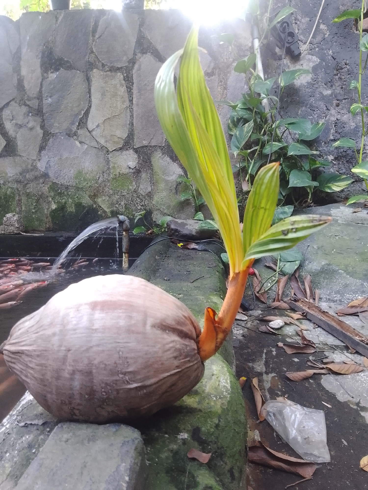 A coconut sprout emerges from a mature coconut, its orange stem and vibrant green leaves contrasting with the muted tones of its surroundings. The coconut rests on a moss-covered rock, near a small pond where several fish swim. A water faucet sprays water into the pond, creating a gentle arc. In the background, a stone wall covered in patches of moss and ivy forms a backdrop, with a bright light source, possibly the sun, creating a lens flare effect at the top of the frame. The ground is a mix of concrete and loose soil, littered with fallen leaves and a crumpled plastic bag. The scene appears to be located outdoors, possibly in a garden or a public space, in Bekasi, Indonesia. There are no people visible in the image.