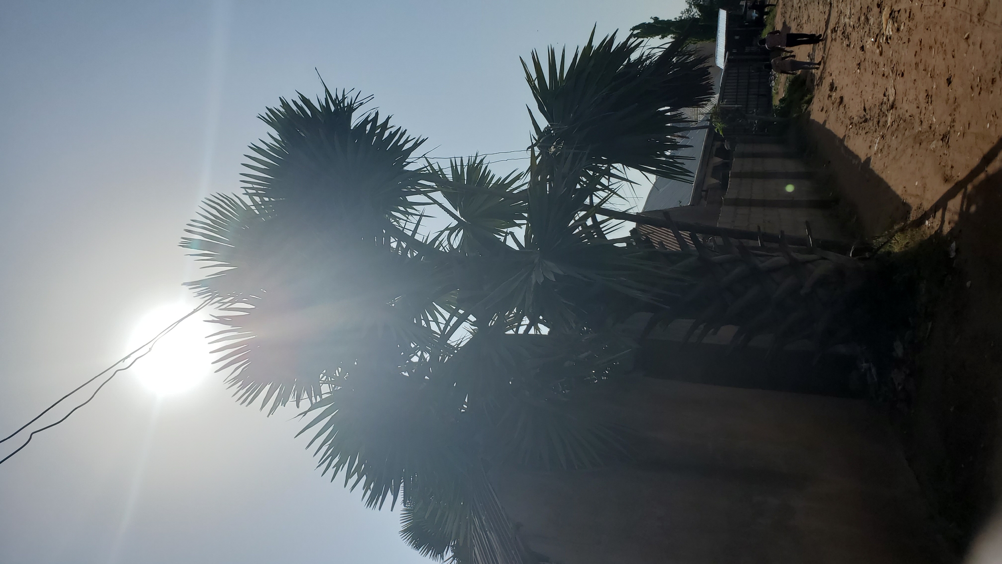 This is a photograph taken outdoors, likely in Jalingo, Nigeria, under a bright, hazy sun. The sun is positioned high in the sky, creating lens flare and washing out parts of the image, particularly around the upper center and right. A power line is visible traversing the sky from the upper left. A large palm tree with broad, fan-shaped leaves dominates the center of the frame, its fronds silhouetted against the bright sky. To the left of the palm tree, a portion of a building with a corrugated metal roof is visible, its wall appearing to be made of a dark, rough material. To the right of the palm tree, a dirt path stretches into the distance. A low, concrete block fence runs along the right side of the path. Two individuals, appearing to be male, are walking away from the camera on the dirt path, casting long shadows. The environment appears to be somewhat rural or on the outskirts of a town, with the dirt path and modest structures.