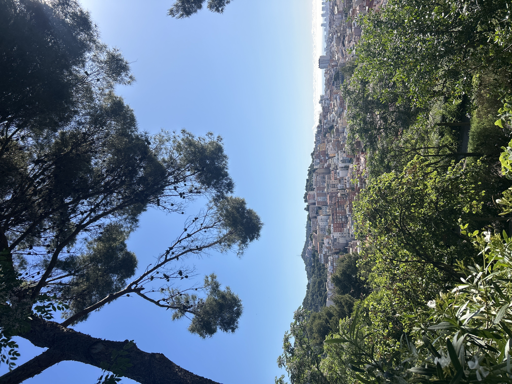 The image shows a view of Barcelona, Spain, from a hillside. The sky is blue and clear, with trees in the foreground on both sides. On the left, a tall, dark-trunked tree with sparse foliage. On the right, dense green vegetation. In the background, a hillside covered in buildings. The buildings are mostly residential, with a mix of colors and sizes. In the far background, a hint of the sea. The image is taken from a slightly low angle, looking up at the sky and the city. The orientation of the image is rotated sideways with the city visible in the top right and the trees visible in the bottom left.