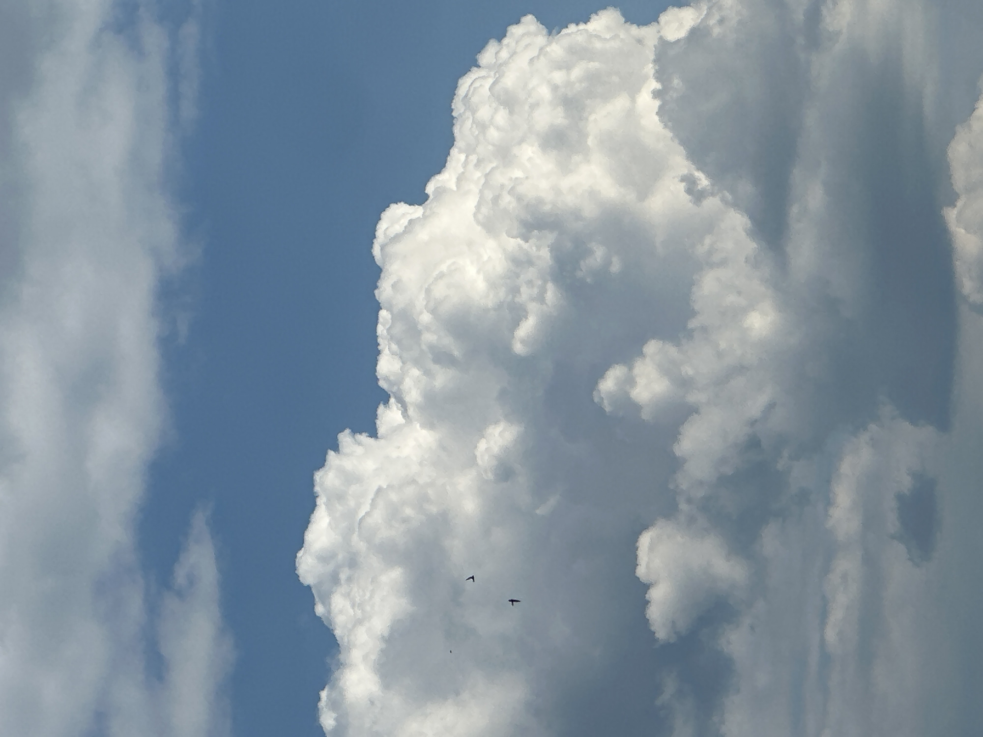 The image presents a bright daytime sky dominated by a large, voluminous cumulus cloud formation. This cloud, occupying the right and central parts of the frame, is predominantly white with well-defined, fluffy edges, suggesting strong illumination by the sun. It also exhibits various shades of grey, particularly in its shadowed recesses, which give it considerable depth and texture. To the left, a narrower, elongated cloud bank is partially visible against the clear, vibrant blue sky.
Two distinct, small, dark bird-like figures are prominently captured in mid-flight against the bright white backdrop of the main cloud, positioned roughly in the center of the image. A third, much smaller and less defined dark speck can also be seen lower and to the left of the other two, potentially another distant bird. The lighting indicates a sunny day, with the sun likely positioned to illuminate the clouds from the upper left or behind the viewer, creating sharp highlights and clear shadows. There are no people, man-made objects other than the potential birds, specific location cues, or visible text in the scene. The overall impression is one of natural vastness and serene skies.