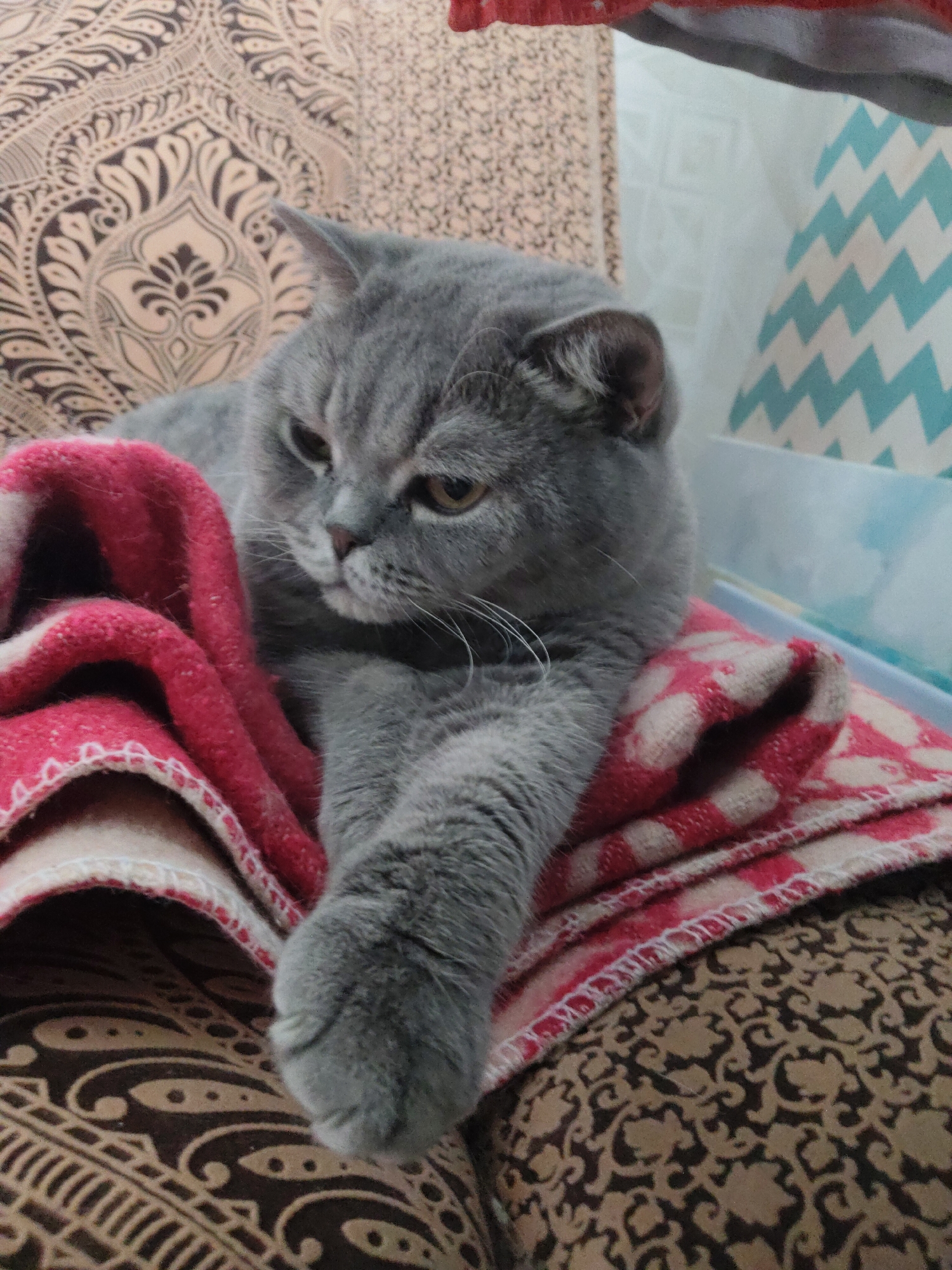 A grey cat is depicted resting comfortably indoors, likely in a home setting in Perm, Russia. The cat, with dense, short grey fur and amber-colored eyes, is the central focus of the image. It is lying down, with its head turned slightly to the left and its gaze directed off-frame, conveying a calm or contemplative expression. Its whiskers are prominent against its lighter muzzle.
The cat is nestled amongst soft furnishings. A vibrant red blanket, featuring a white border or faint pattern, is draped around its body, contrasting with its fur. The cat's left front paw extends forward, resting on the red blanket. Beneath the cat and blanket is a brown and beige patterned textile, possibly part of a couch, bed, or large cushion, adorned with an ornate, flowing design.
In the background, behind the cat's head, another textile with a distinct light blue and white zigzag pattern is visible, contributing to the cozy domestic ambiance. The lighting in the image appears soft and ambient, consistent with an indoor environment. There is no visible text in the media file.
