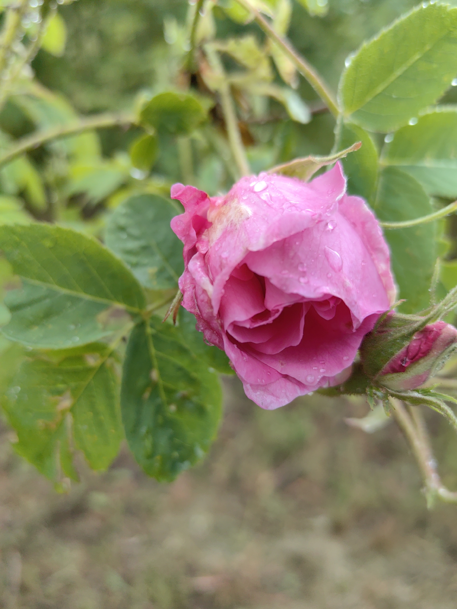 The image features a close-up of a pink rose, partially open and covered in water droplets, likely dew or rain. A rose bud sits adjacent to the open bloom. The rose is surrounded by green leaves, some of which also have water droplets on them. The background is blurred and appears to be greenery, suggesting the rose is in a garden or natural setting. The image does not contain enough information to specify a location in Slatina, Bulgaria. There are no people visible in the image.
