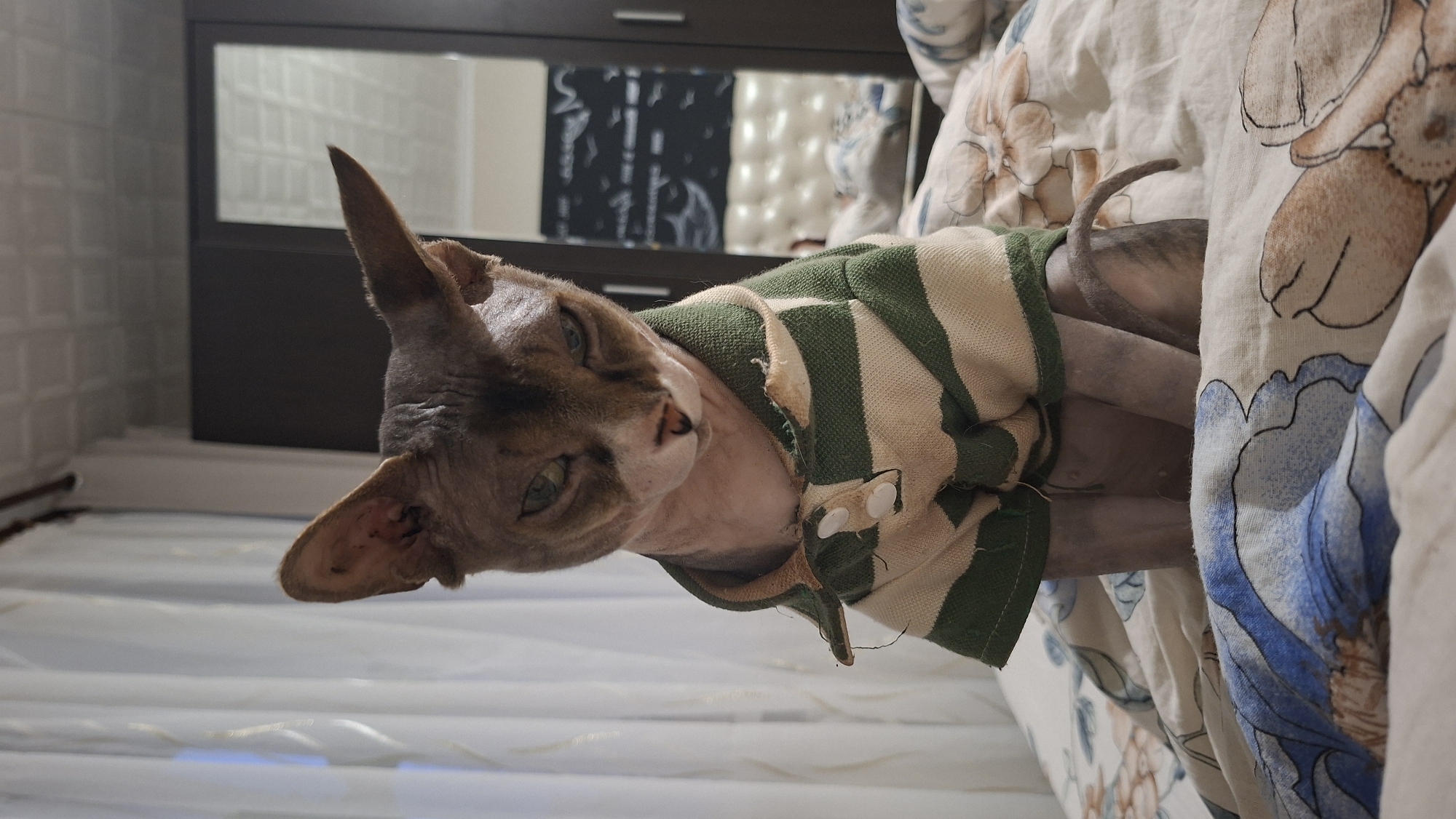 A hairless cat with green eyes and grey and white fur is sitting on a bed covered with a floral patterned duvet. The cat is wearing a green and white striped shirt with a collar and two buttons. The cat's ears are large and pointed. Behind the cat, a closet with mirrored doors is visible, reflecting a bedroom interior. Curtains hang in the background. The scene is likely indoors in a bedroom.