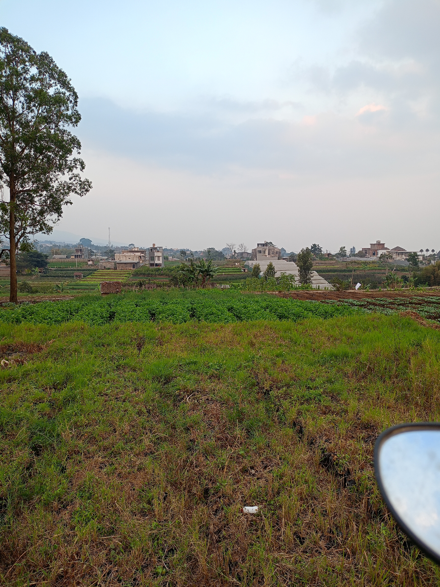 The image depicts a landscape scene near a residential area in Batu, Indonesia. In the foreground, there is a grassy field with patches of dry vegetation. A large tree stands on the left side of the frame, with its branches extending towards the sky. In the middle ground, cultivated fields with rows of green crops are visible, interspersed with some bare earth. Beyond the fields, a cluster of houses with modern architecture can be seen, some of which appear to be under construction. A cell phone tower is also present in the distance. The sky is overcast with light clouds, suggesting a temperate or humid climate. The overall scene conveys a rural or semi-rural setting, likely a peri-urban area on the outskirts of Batu. The presence of a motorcycle mirror in the lower right corner suggests the photo was taken from a vehicle.