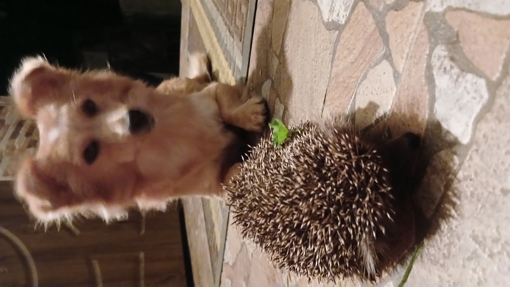 A fluffy, light brown dog with upright ears sits on a patterned rug outdoors, looking towards the viewer. In front of the dog, on the same rug, is a small hedgehog. The hedgehog is brown with sharp quills and has a small green leaf near its head. The ground is tiled with irregularly shaped, tan and cream colored tiles. The background is out of focus, showing a dark wooden door or wall to the left and darkness to the right. The image appears to be taken at night or in low light conditions. The location is a residential exterior, possibly a porch or patio, in Monastyryska, Ukraine.