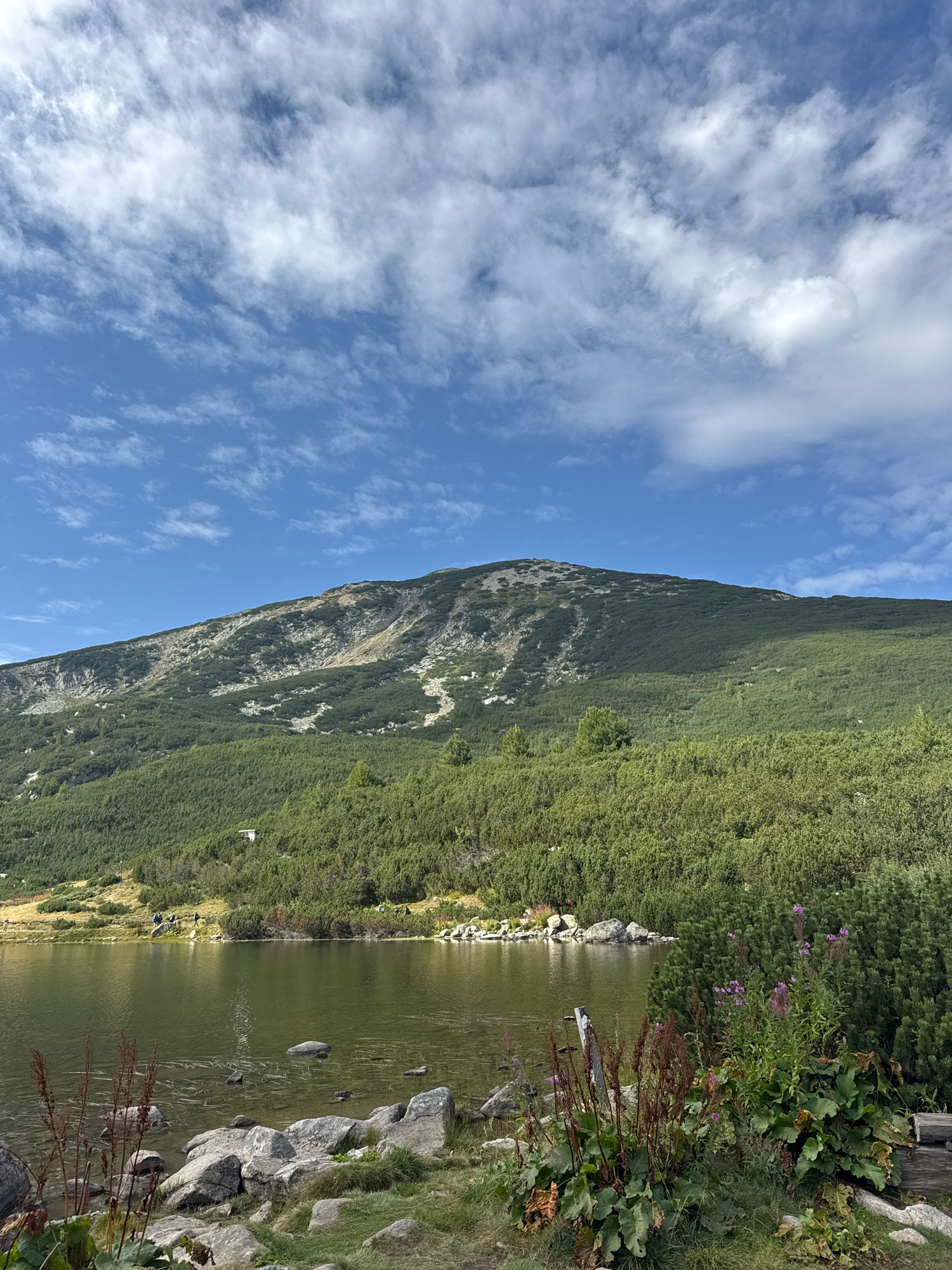 The image depicts a serene mountain lake scene. The foreground features a rocky shoreline with scattered boulders and lush green vegetation, including some plants with purple flowers. A calm, greenish lake occupies the middle ground, its surface reflecting the sky and surrounding landscape. In the background, a vast, verdant mountain slope rises towards a clear blue sky dotted with scattered white clouds. Several small figures are visible along the lakeshore in the middle ground, appearing to be hikers or tourists. The overall environment suggests a natural, outdoor setting, likely a mountain resort or hiking area.