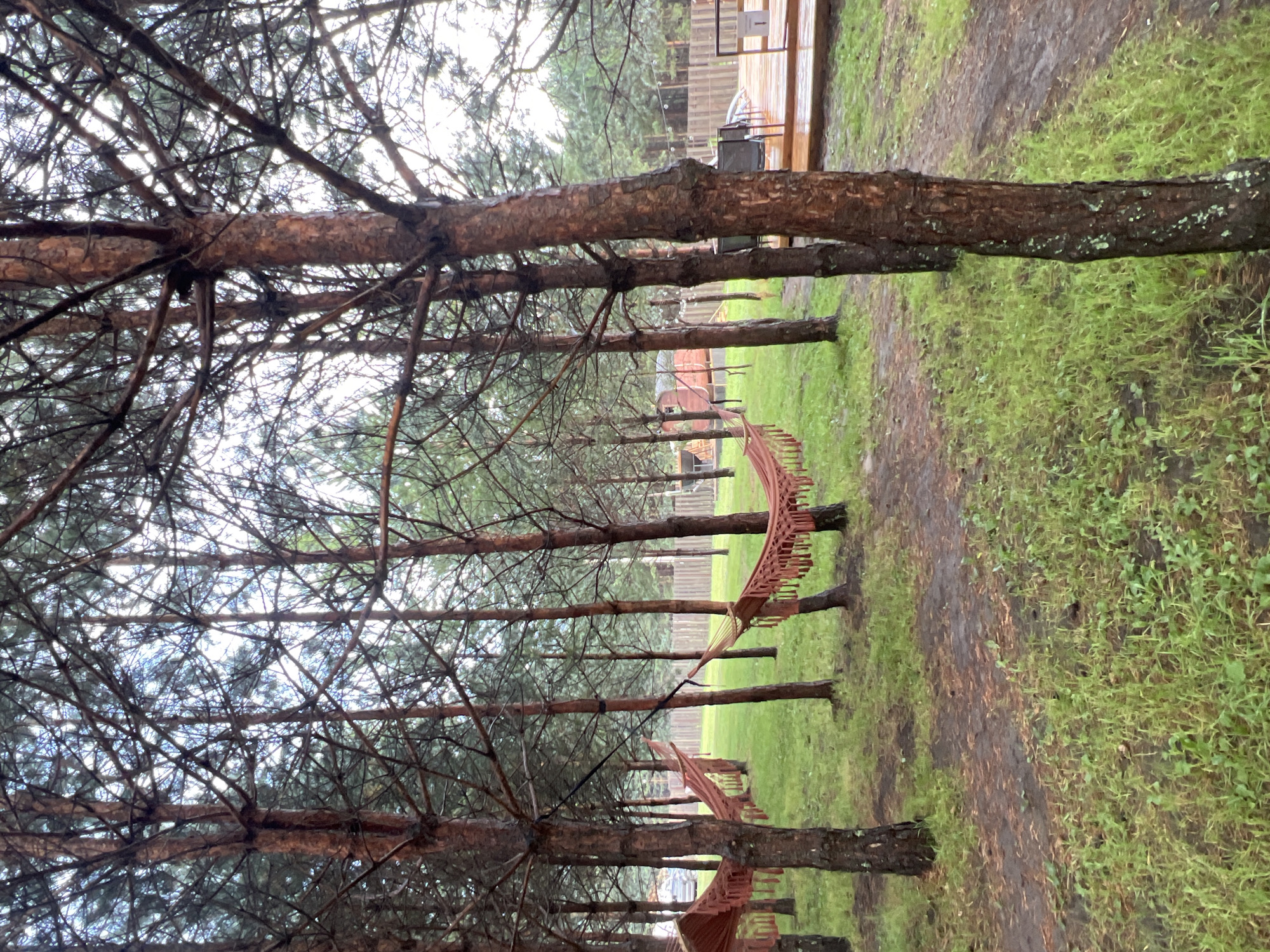 A dense forest of tall, thin pine trees creates a natural canopy overhead, with their branches creating a latticework against the sky. The ground is covered in lush green grass, interspersed with patches of damp, reddish-brown dirt and fallen pine needles. In the middle ground, several orange hammocks are suspended between trees, adding a touch of color to the scene. To the right, a wooden deck with a railing and some chairs is visible, suggesting an outdoor living or recreational area. The overall atmosphere is one of a natural, tranquil outdoor setting.