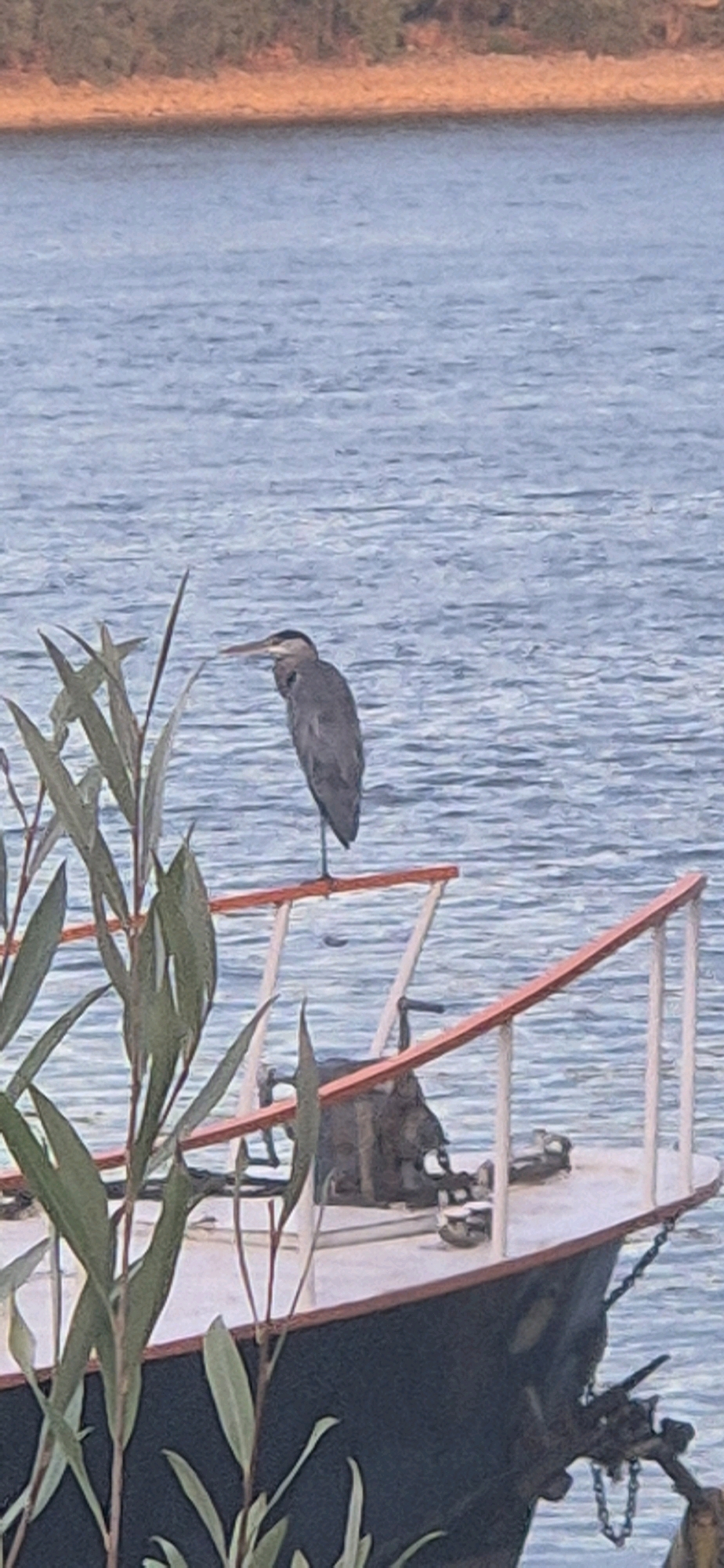 A great blue heron is perched on the railing of a boat docked on a body of water. The bird is facing to the left, with its long neck extended and its beak pointed forward. The boat has a dark hull and a white deck with red trim. There are some green plants in the foreground, obscuring part of the boat. In the background, the water is choppy, and a treed shoreline is visible. The image appears to be taken in natural light, possibly during the day. There is no indication of the city of Mainz, Germany within the image itself.