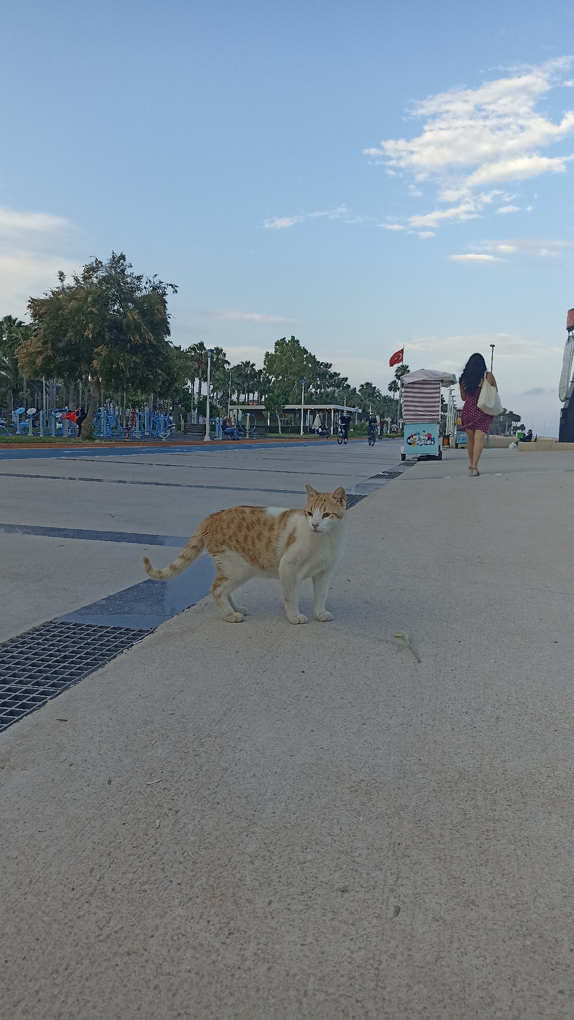 A ginger and white cat stands on a concrete sidewalk in Yenişehir, Turkey. The cat is facing slightly to the right, with its tail curved upward. In the background, a woman in a red dress walks away from the camera carrying a white bag. Behind her, a food cart with a striped awning is visible. Further in the background, palm trees line a walkway with outdoor exercise equipment. The sky above is blue with scattered white clouds.