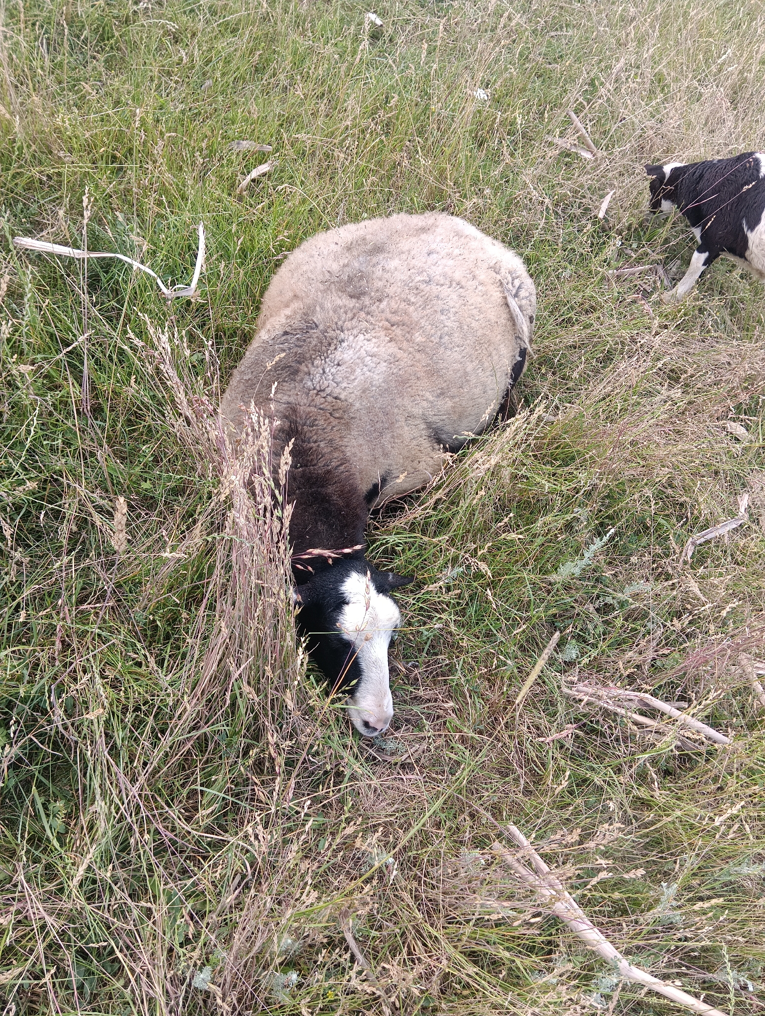 A sheep with black and white markings lies in tall green and brown grass. Its head is lowered into the grass, and its eyes are not visible. The sheep's woolly body is light brown and tan. A small black and white dog stands to the right of the sheep, facing away from the camera and toward the sheep. The dog's tail is raised. The ground is covered in a thick layer of grass, with some dry stalks and leaves scattered throughout. There are a few pieces of light-colored wood on the ground. The image is taken from a high angle, looking down at the sheep and the dog. The lighting is even, with no harsh shadows.