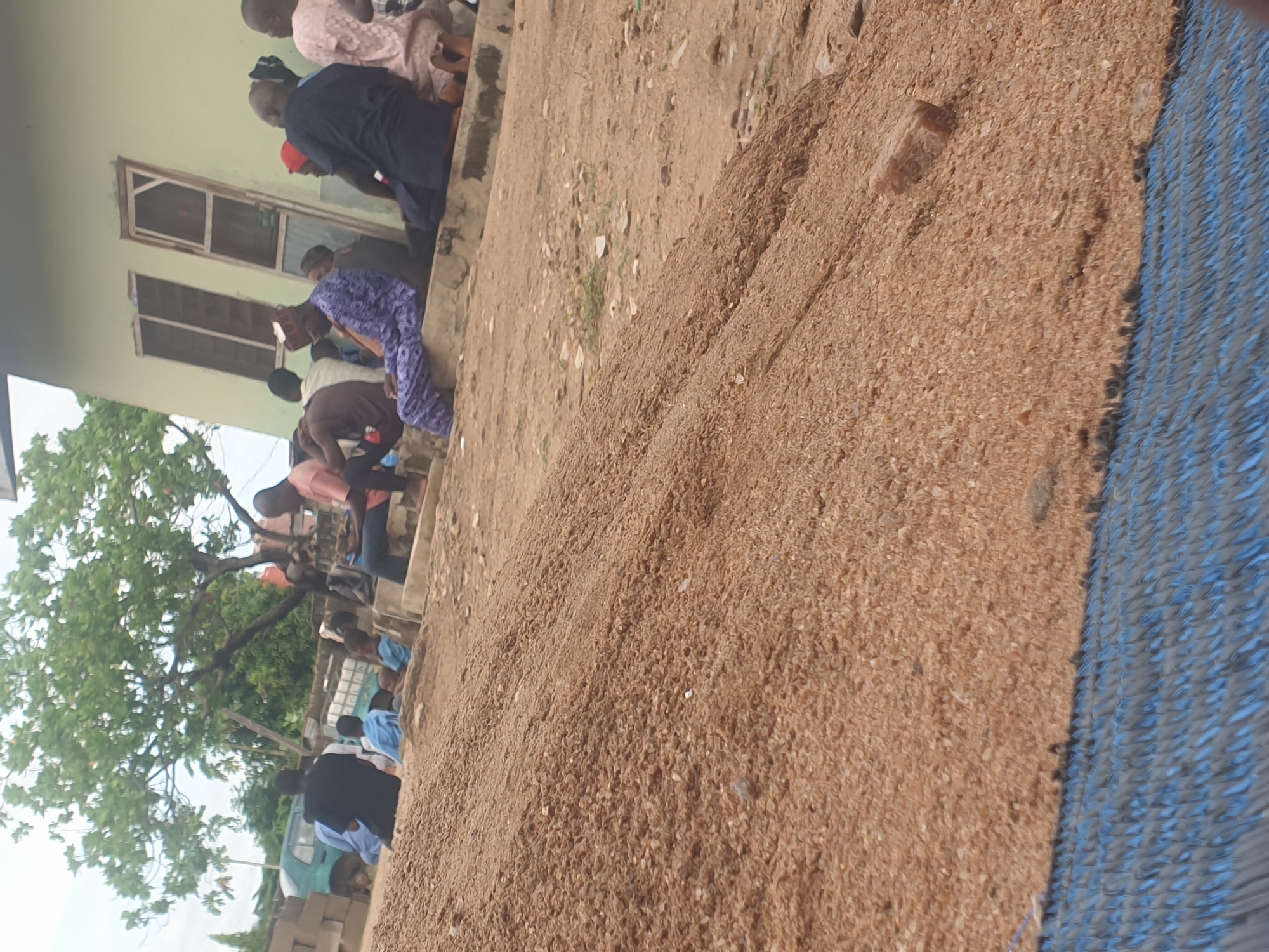 The image depicts a heap of grains, possibly rice or wheat, spread out on a blue tarp in an outdoor setting. A group of people are gathered nearby, some wearing traditional clothing, standing near a building with light green siding and windows. A tree with green foliage is also visible in the background. The location appears to be a city, with vehicles and buildings visible in the distance, but the specific city and country are not identifiable. The scene suggests a process related to grain harvesting, processing, or distribution.