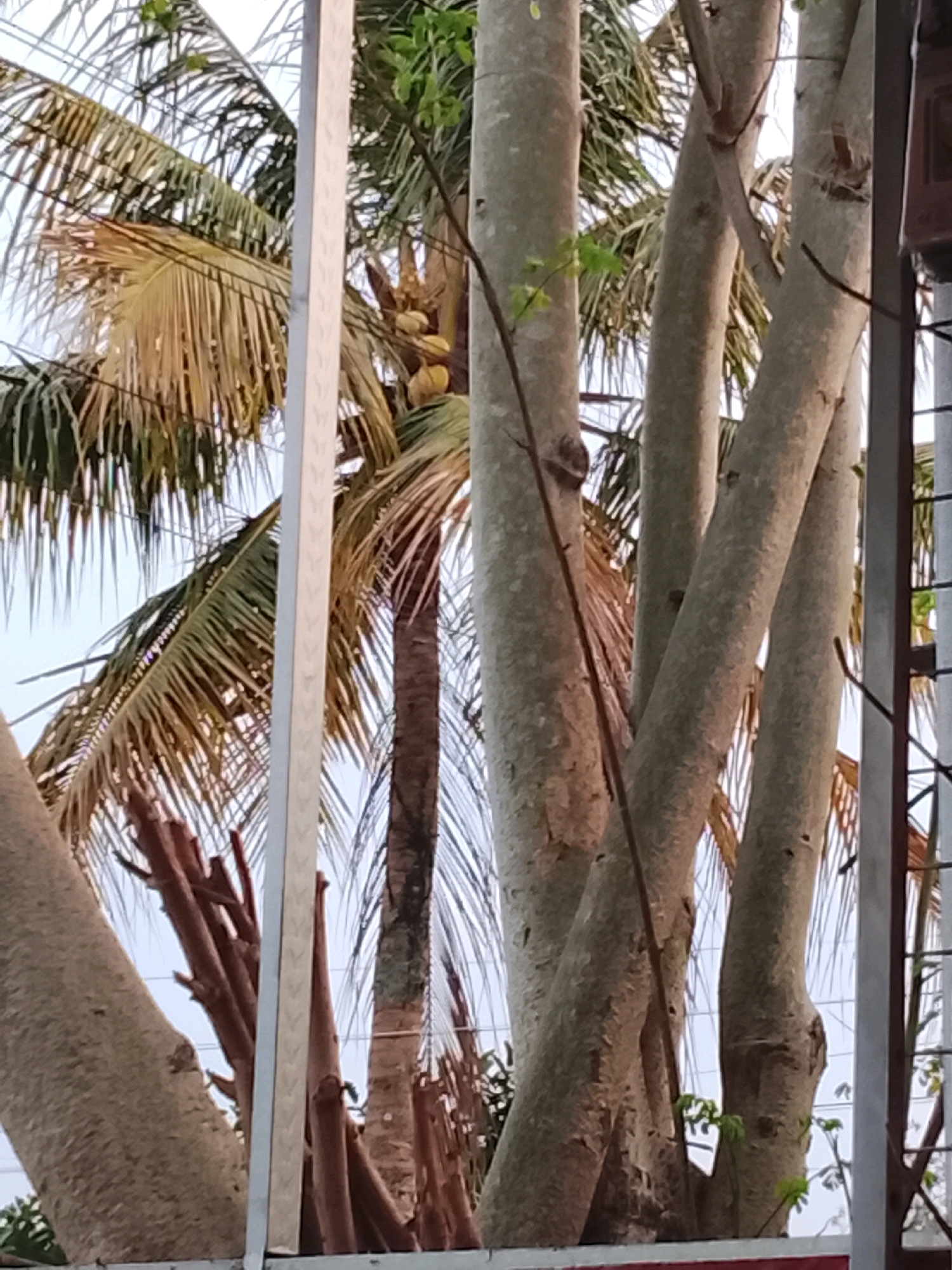 In Salatiga, Indonesia, an outdoor scene features a cluster of trees, including palm trees with visible coconuts, interspersed with smooth-barked trees. The foreground is partially obscured by vertical metallic structures, suggesting the presence of a fence or railing. The lighting indicates it is daytime, with the sky visible through the foliage. The image captures a natural environment within an urban or semi-urban setting, with evidence of pruning on some of the non-palm trees.