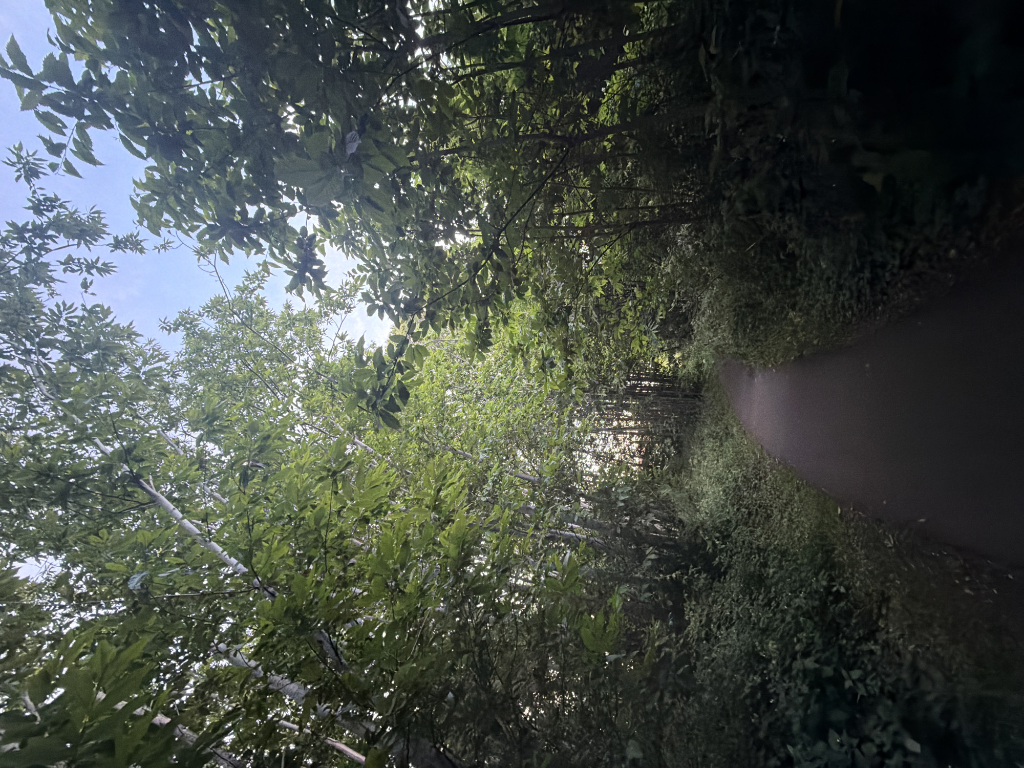 This image depicts a paved pathway winding through a densely wooded area in the city of Maidstone, United Kingdom. The path, dark and smooth, likely asphalt or tarmac, recedes into the distance, gently curving towards the right. Both sides of the path are bordered by a thick proliferation of vibrant green deciduous trees and lush undergrowth, forming a dense canopy overhead. Patches of clear, light blue sky are visible through gaps in the foliage, particularly in the upper half of the frame. Sunlight, filtered by the tree canopy, creates varied lighting conditions, illuminating portions of the leaves while leaving the path and lower vegetation in shadow. A small, light-colored object, possibly a piece of litter or plastic, is visible caught in the branches of a tree in the upper-middle section of the image. No individuals, animals, or additional man-made structures are present within the scene. The abundant green foliage suggests a late spring or summer season.
