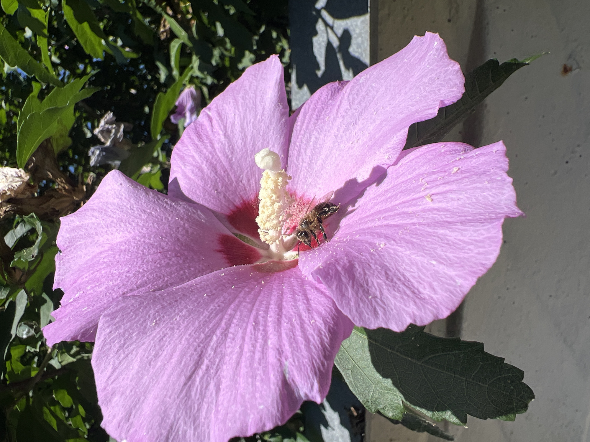 A close-up shot captures a bee actively pollinating a large, pink hibiscus flower. The bee, with its fuzzy body and visible legs, is positioned on one of the petals, its head deep within the flower's center, interacting with the pollen. The hibiscus bloom is vibrant, with delicate, textured petals in varying shades of pink. Tiny specks of yellow pollen are scattered across the petals and the bee. The background is a blur of lush green foliage and dappled sunlight, suggesting an outdoor setting in a garden or natural environment. The image is sharply focused on the bee and the flower, highlighting the intricate details of this natural interaction. The scene appears to be in Fontanka, Ukraine, given the context provided.