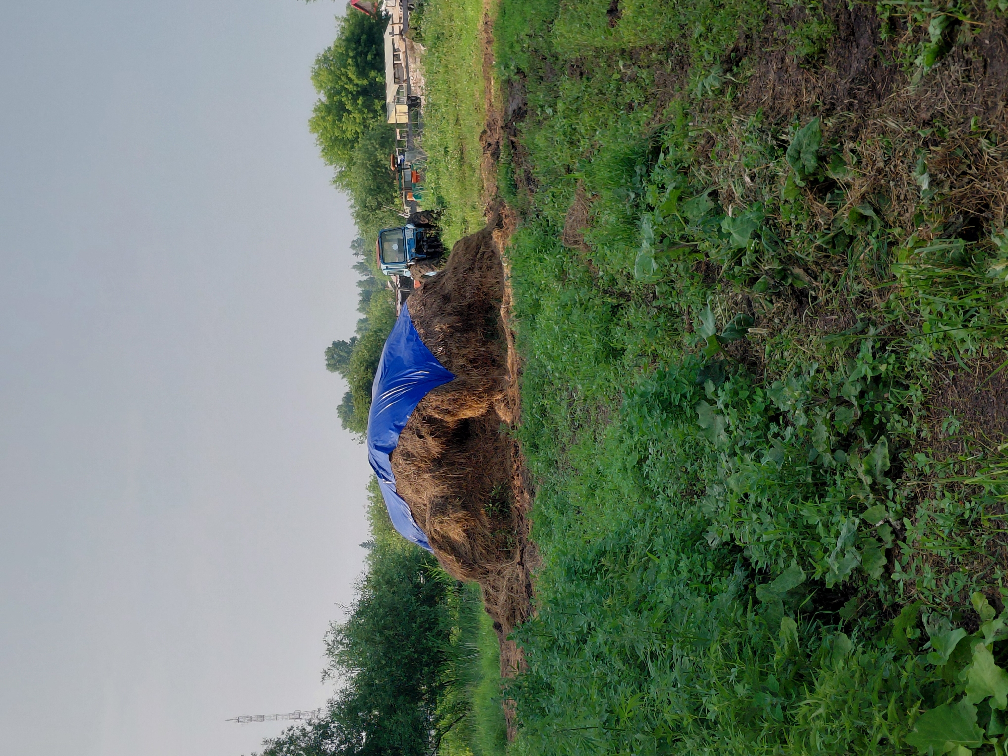In Новосёлово, Russia, a large mound of hay is covered with a bright blue tarp, partially obscuring its peak. The hay pile is situated in a grassy, rural environment, with various green plants and some muddy patches of ground surrounding it. In the background, a blue tractor with a cab is visible, as well as some buildings and trees. A tall, lattice-like tower stands in the distance to the left. The sky is overcast and light in color.