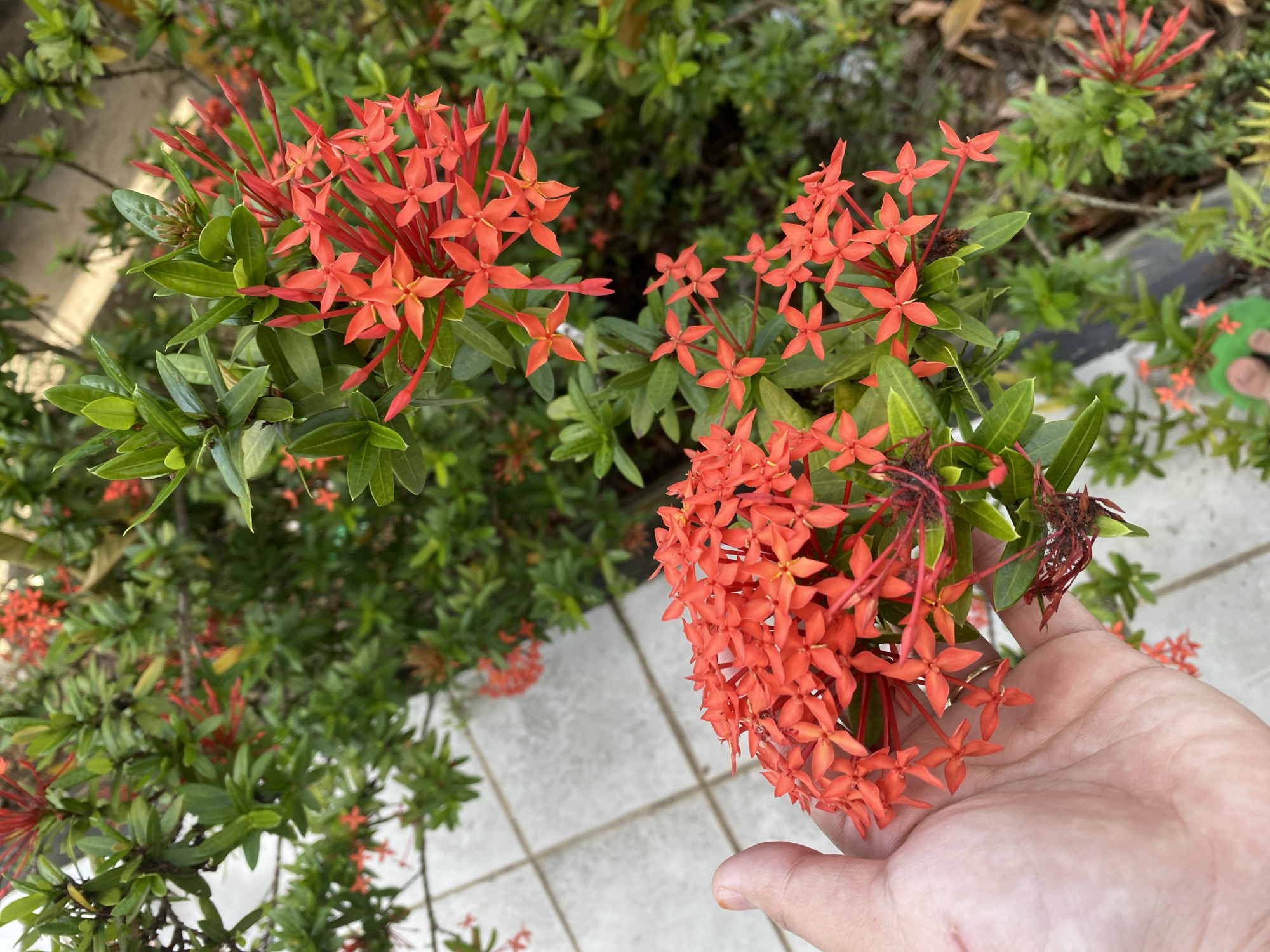 A close-up, overhead shot features a hand holding a cluster of bright red Ixora flowers. The hand, appearing to be a person's left hand, is partially obscuring the flowers, which are in sharp focus. The Ixora flowers are small and star-shaped, clustered together in dense bunches. The surrounding foliage is a vibrant green, creating a stark contrast with the red blooms. In the background, a tiled walkway with gray and white squares is visible, suggesting an outdoor setting. The overall impression is one of natural beauty, with the flowers being the primary subject. The image was captured in Banjarbaru, Indonesia, a city known for its lush greenery and tropical climate, which provides an ideal environment for the growth of such flowering plants.