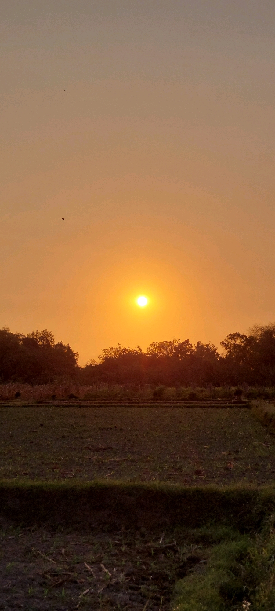 A vertical, full-frame photograph captures a landscape scene at sunset. The sun, a bright, white-yellow orb, is centered in the frame, low on the horizon, casting an orange glow across the sky. A treeline of dark, dense foliage forms a silhouette against the sky, with the tops of the trees illuminated by the setting sun. In the foreground, a cultivated field is visible, with dark soil and rows of what appear to be young plants. The field extends towards the bottom of the frame, where a patch of green grass is on the right. The sky transitions from a bright orange near the horizon to a lighter, muted orange at the top of the image. Two small, dark birds are visible flying in the sky, one to the left of the sun and another further up and to the left.