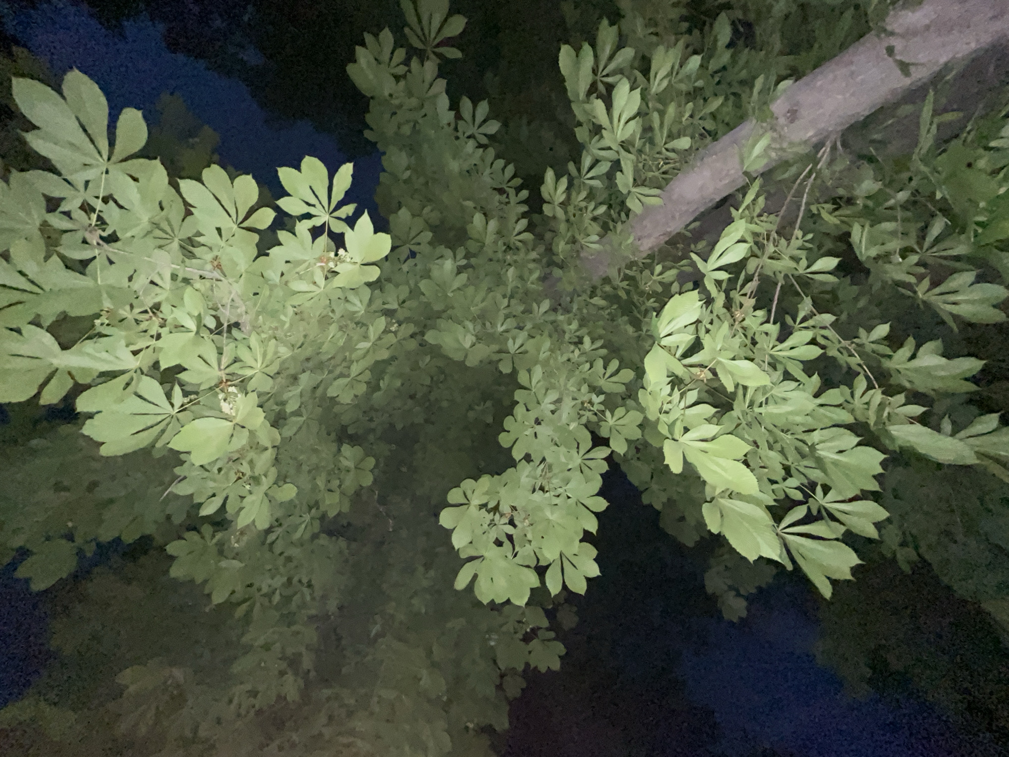 This image presents a nighttime, upward-looking view into a dense canopy of trees. The main subjects are the numerous light green leaves, which appear to be palmate or compound, characteristic of species like buckeye or horse chestnut. These leaves fill most of the frame, creating a rich texture.
A prominent, light-colored tree trunk runs diagonally from the upper right toward the mid-right of the image, partially obscured by the surrounding foliage. Smaller branches and twigs are also visible, intertwined with the leaves. The background is a dark, deep blue to black, indicative of the night sky, visible through the gaps in the leaves.
The leaves are brightly illuminated, suggesting an artificial light source from below or very strong ambient light, making them stand out against the dark backdrop. No specific activity is occurring; the scene is a static natural landscape. There are no people, man-made objects other than the potential light source, or visible text. The setting is likely a park, garden, or forest area in Plovdiv, Bulgaria, observed in very low light or darkness.