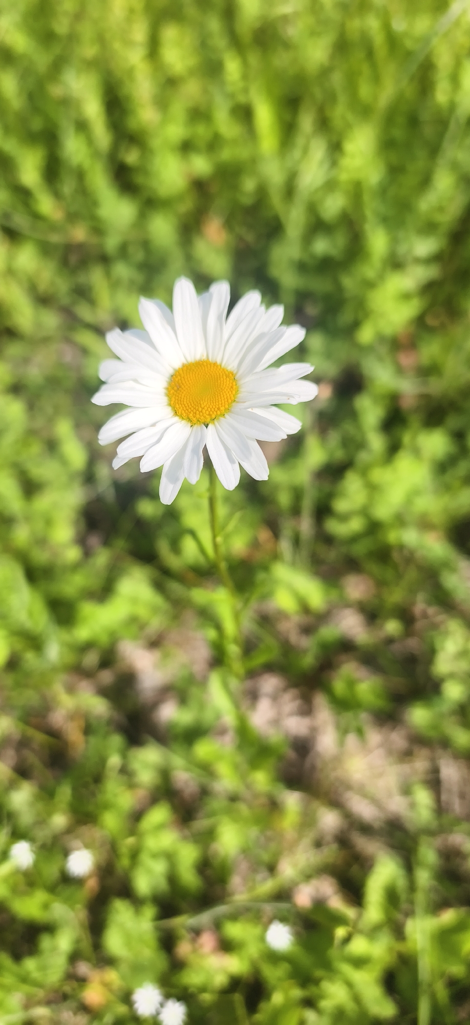 A close-up, vertically oriented shot captures a single white daisy with a bright yellow center. The daisy is in focus and positioned slightly to the left of the frame's vertical center. Its white petals radiate outwards, and its stem is visible supporting the bloom. The background consists of a blur of green foliage and dappled sunlight, suggesting an outdoor natural setting. No specific location in Oralki, Russia, can be identified from the image.
