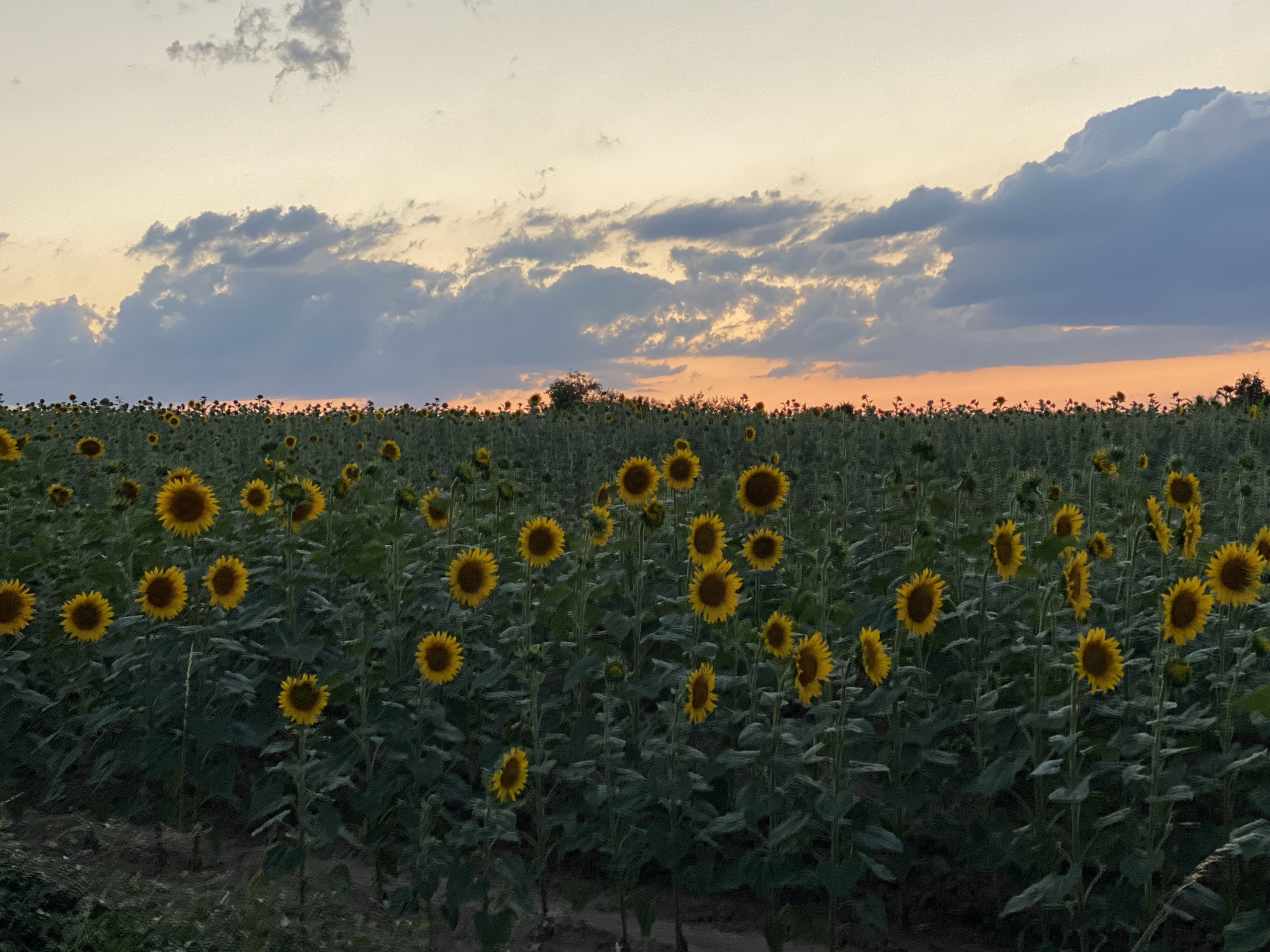 The image depicts a field of sunflowers under a twilight sky, with clouds illuminated by the setting sun. The field is vast and densely populated with sunflowers, most of which are facing forward, their yellow petals and dark centers clearly visible. The sky transitions from a pale yellow near the horizon to a dusky blue and gray higher up, with dramatic cloud formations. The overall impression is one of a peaceful rural landscape. Based on the provided location of Courpière, France, this scene is likely a sunflower field in the countryside surrounding the town. There are no people, animals, or man-made structures other than the implied pathways or soil of the field itself.