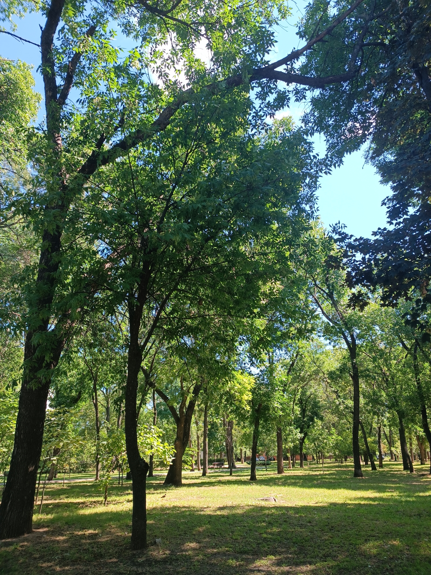 The image depicts a park scene with numerous mature trees casting shadows on a grassy area. The sky is visible through the dense foliage, indicating a clear day. The trees are predominantly deciduous, with lush green leaves. In the background, a pathway can be observed, and some park benches are partially visible, suggesting a recreational area. The overall impression is one of a well-maintained urban park. It is not possible to ascertain the specific location within the city of Zaporizhzhia, Ukraine, from the provided image.