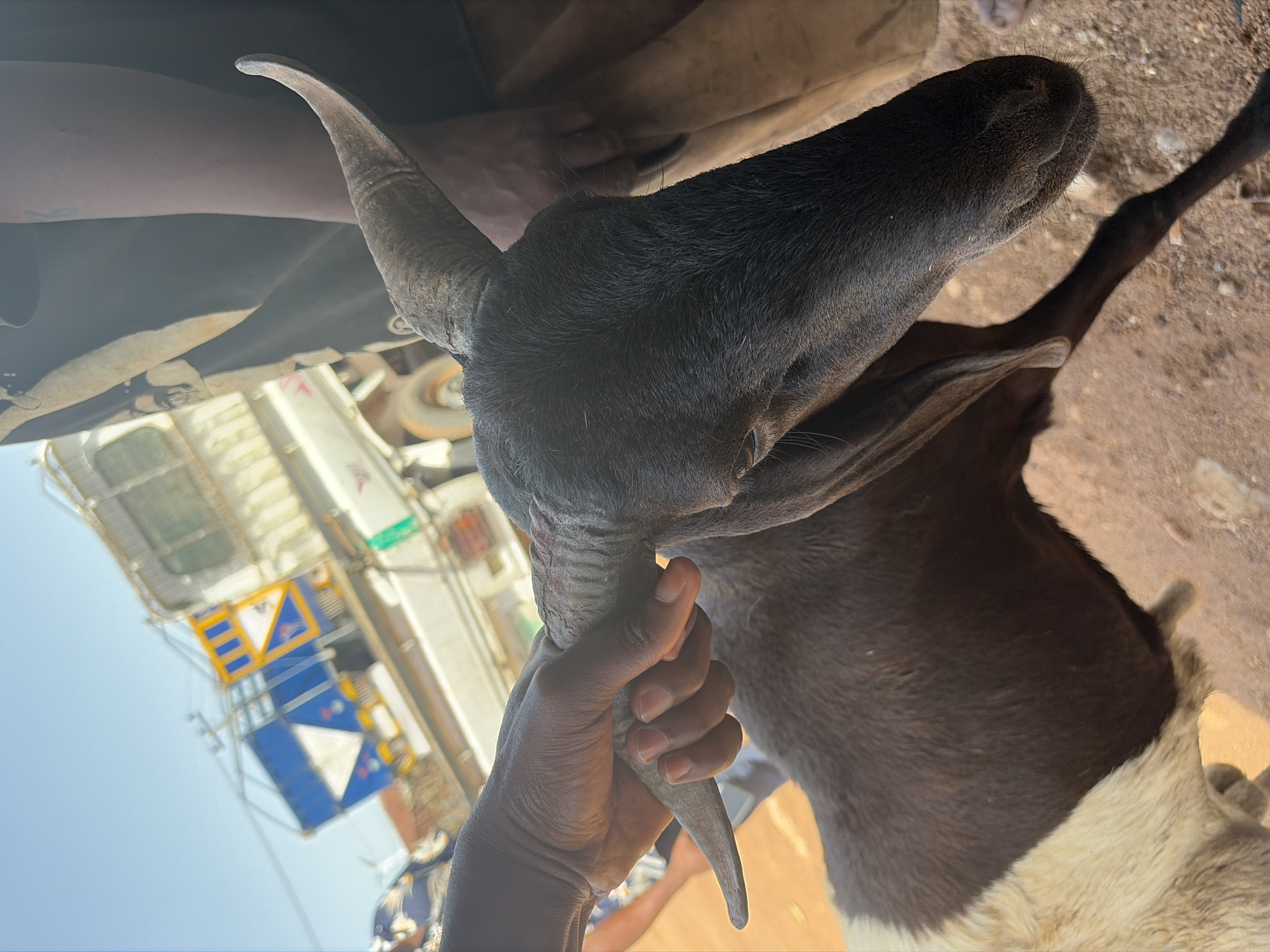 A person's hand is holding the horn of a black and brown goat with a white underside. The goat is positioned such that its head is prominent, and the focus is on its face and the hand gripping its horn. In the background, a portion of a white truck with blue and yellow markings is visible. The scene appears to be outdoors, with a sandy or earthy ground visible on the right side of the frame. Based on the prompt information, the location is the city of Bukuru, Nigeria.
