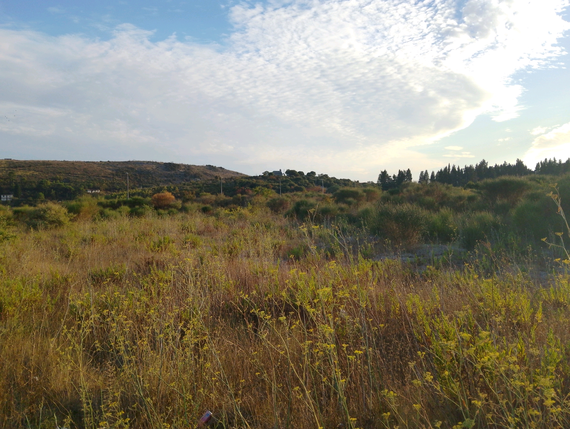The image depicts a wide, sunlit meadow with a hazy sky above, suggesting it was taken in Sutomore, Montenegro. The foreground is dominated by tall, dry grass and scattered yellow wildflowers, their delicate stems reaching upwards. In the midground, the terrain rises into a rolling hill covered in dense, scrubby vegetation and interspersed with a few trees, some with autumnal colors. A narrow, winding road or path is visible traversing the lower part of the hill, with a lamppost standing nearby. On the crest of the hill, small houses can be seen nestled amongst the trees, and further back, a line of dark green pine trees forms a distinct horizon against the sky. The sky itself is a pale blue, partially obscured by streaks of thin, white clouds that are illuminated by the sun, creating a soft, diffused light across the landscape. The overall impression is one of a rural, slightly wild, and serene natural setting.
