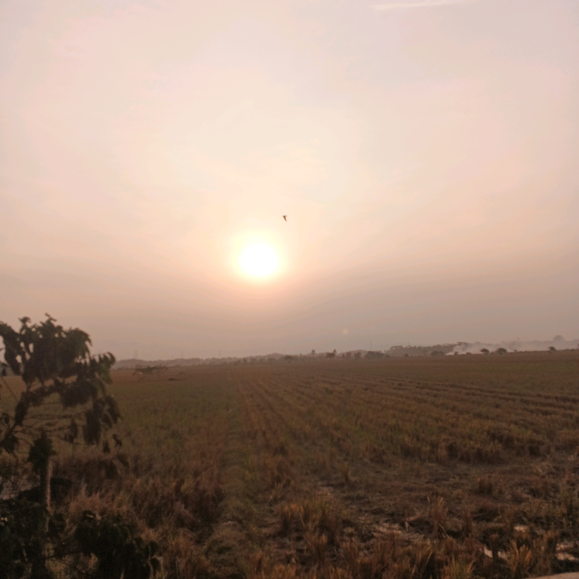 The image shows a landscape with a cultivated field under a hazy sky with the sun visible. A single bird is silhouetted against the sun. In the foreground, on the left, is a cluster of dark green foliage. The field stretches into the distance, showing rows of harvested crops. In the far background, a treeline with some scattered buildings is visible, with a light haze obscuring the details. The overall lighting suggests either sunrise or sunset. The scene is consistent with agricultural land in a rural setting, such as in Gentasari, Indonesia.