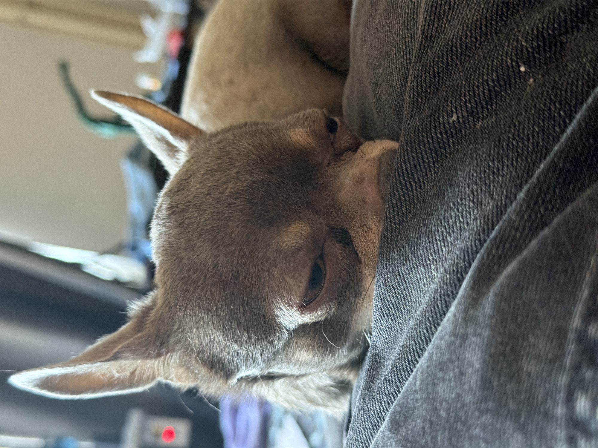 A close-up shot captures the serene expression of a small, light brown dog, likely a Chihuahua, resting its head. The dog's short, soft fur is visible, and its large, alert ears stand upright. Its right eye is partially open, conveying a sleepy or deeply relaxed state. The dog is nestled into a dark, textured fabric, which strongly resembles blue-grey denim, possibly a pair of jeans, creating a cozy and secure environment. The fabric wraps around the dog's face, partially obscuring its nose and mouth.
The background is out of focus, featuring blurred shapes and colors that suggest an indoor setting, possibly a home in Saint Petersburg, Russia. Hints of light-colored objects and a small, red illuminated point are discernible in the soft background blur. The lighting appears to be ambient, enhancing the calm and peaceful atmosphere of the scene. The overall impression is one of comfort and contentment. There is no visible text in the image.